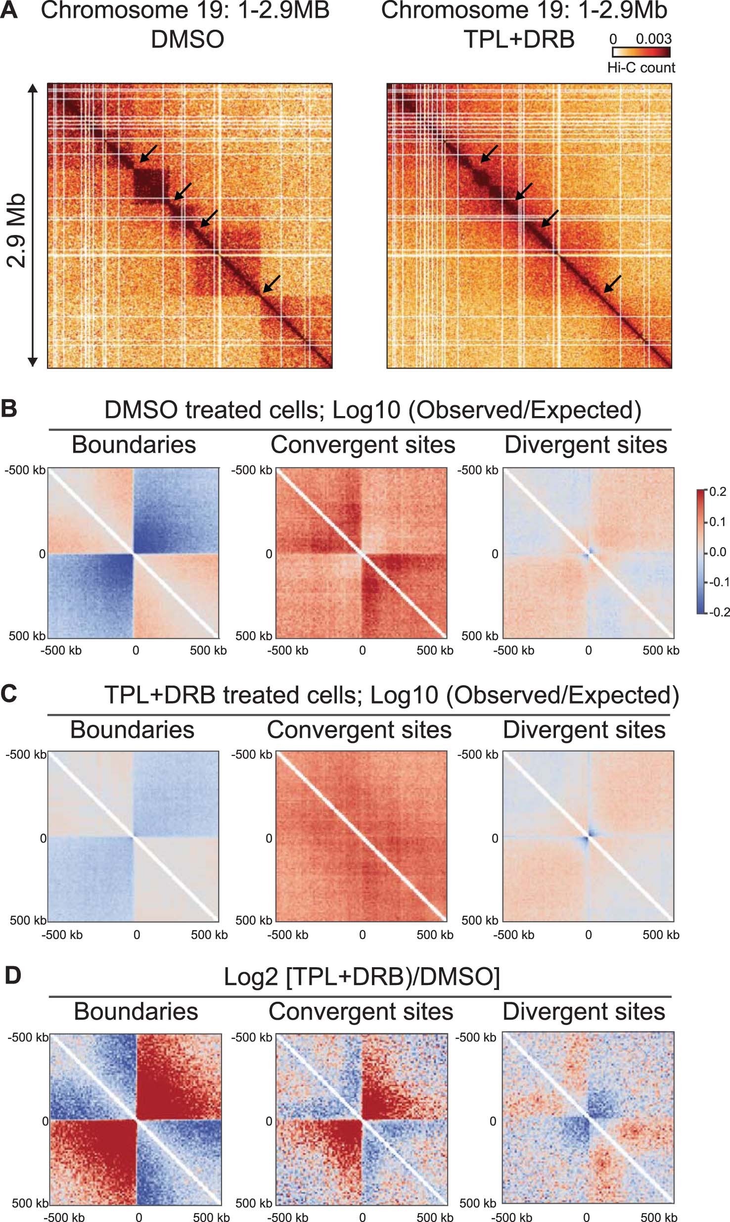 Extended Data Fig. 8: Altered chromosome conformation in cells treated with triptolide and DRB, Hi-C data mapped to Smic1.1N.