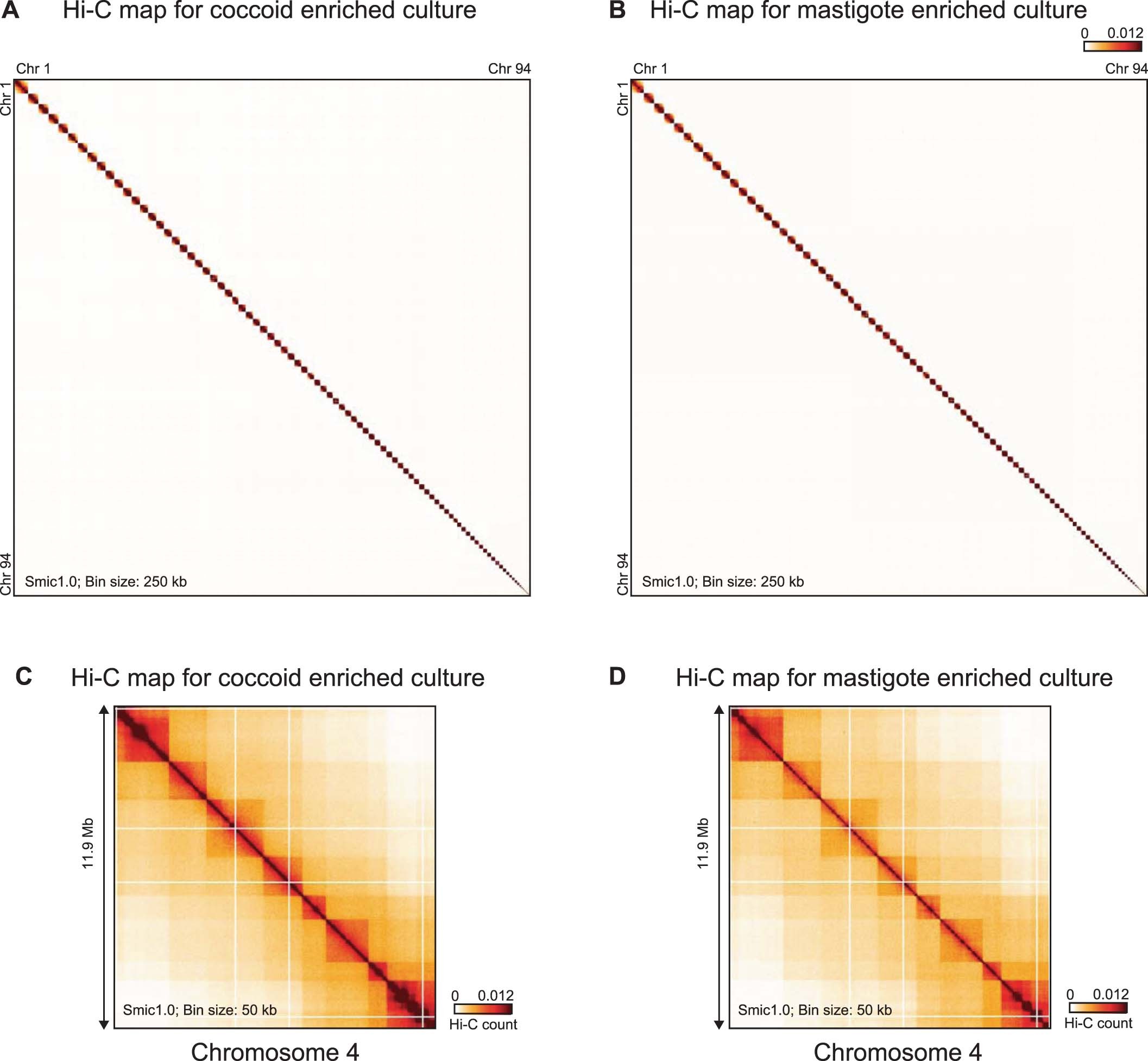 Extended Data Fig. 3: Hi-C interaction maps obtained from coccoid-enriched and mastigote-enriched cultures reveal no obvious differences.