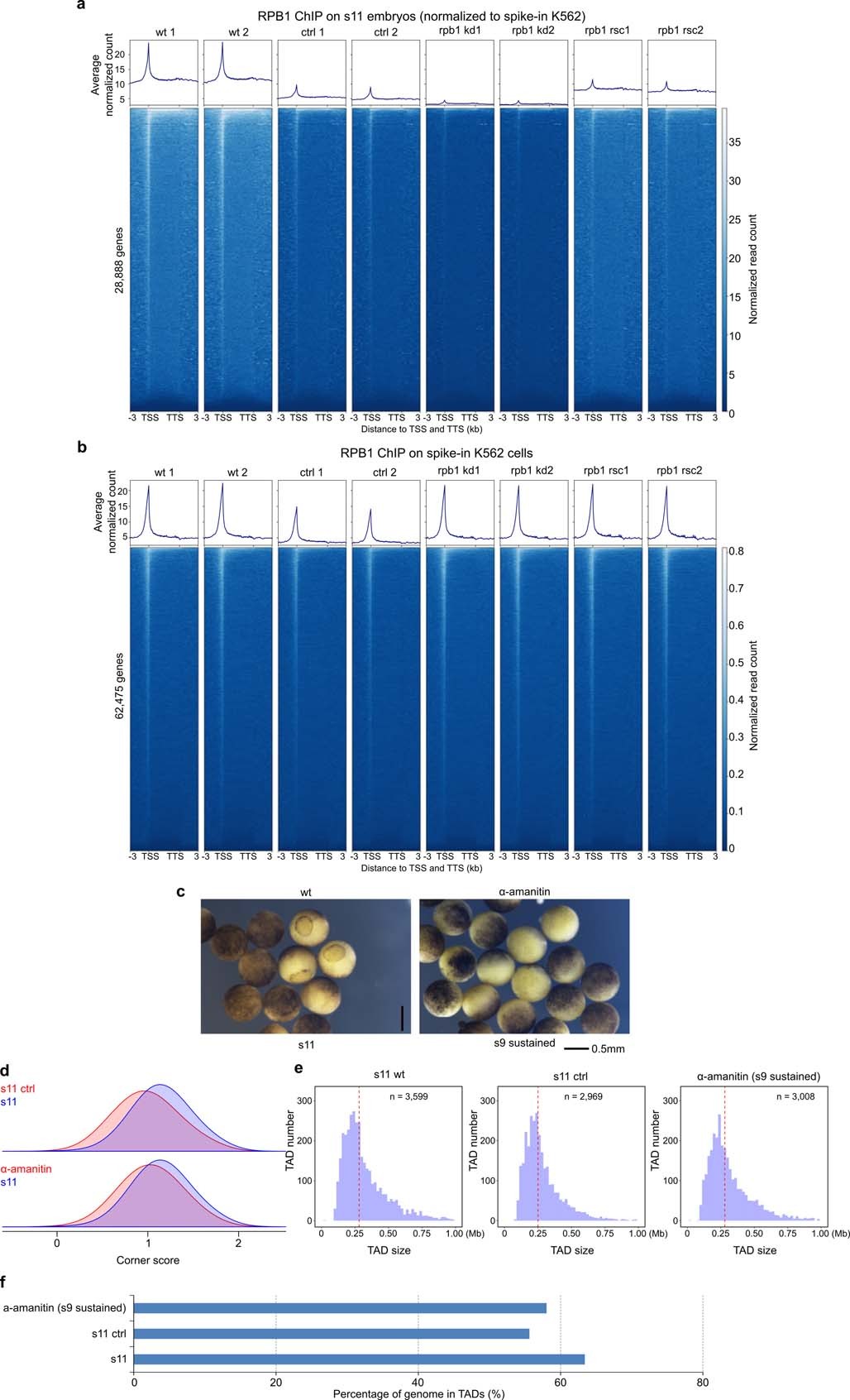 Extended Data Fig. 7: Effects of transcription inhibition by α-amanitin and rpb1 knock-down.