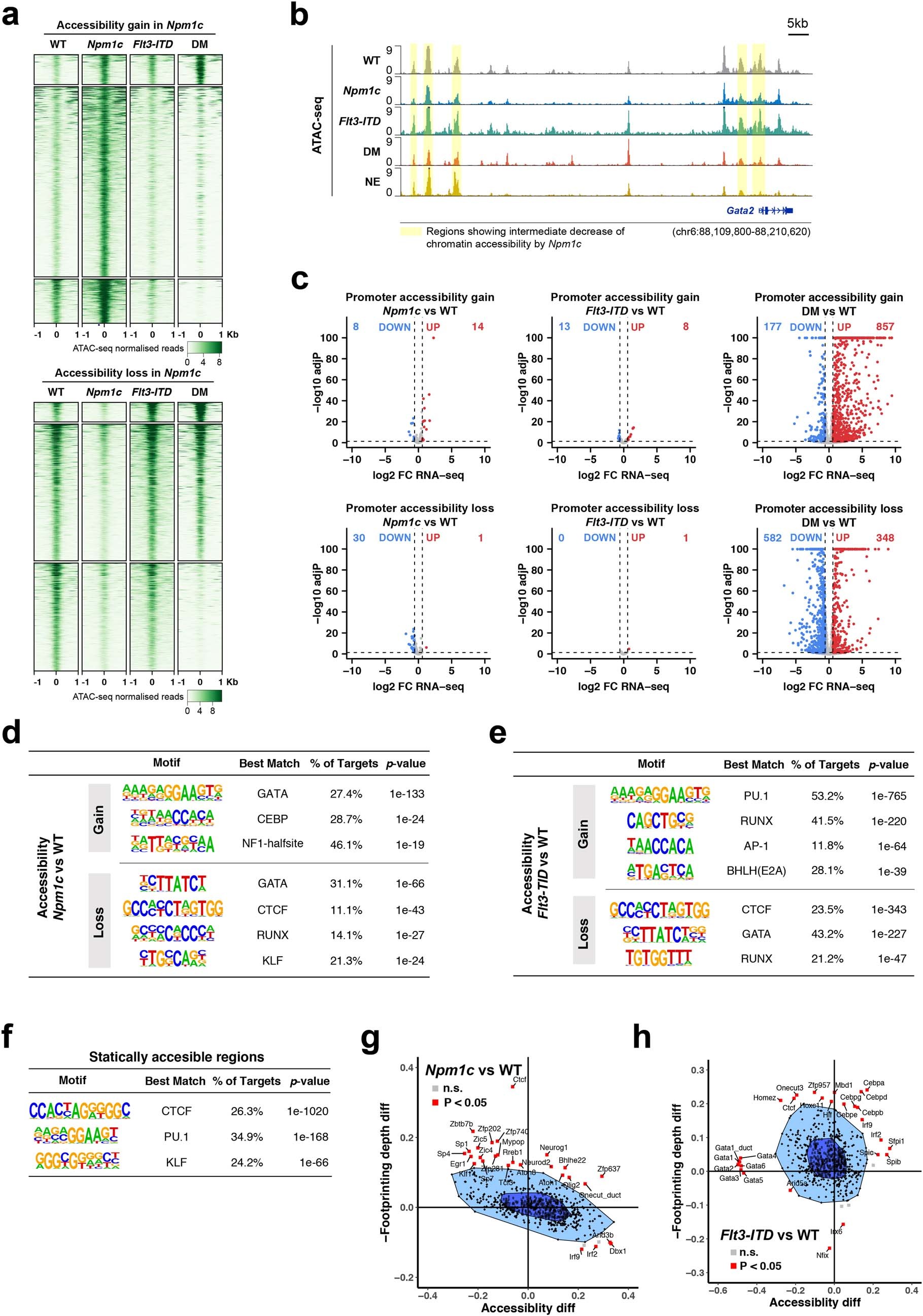 Extended Data Fig. 2: Global chromatin accessibility across WT and mutant HSPC.
