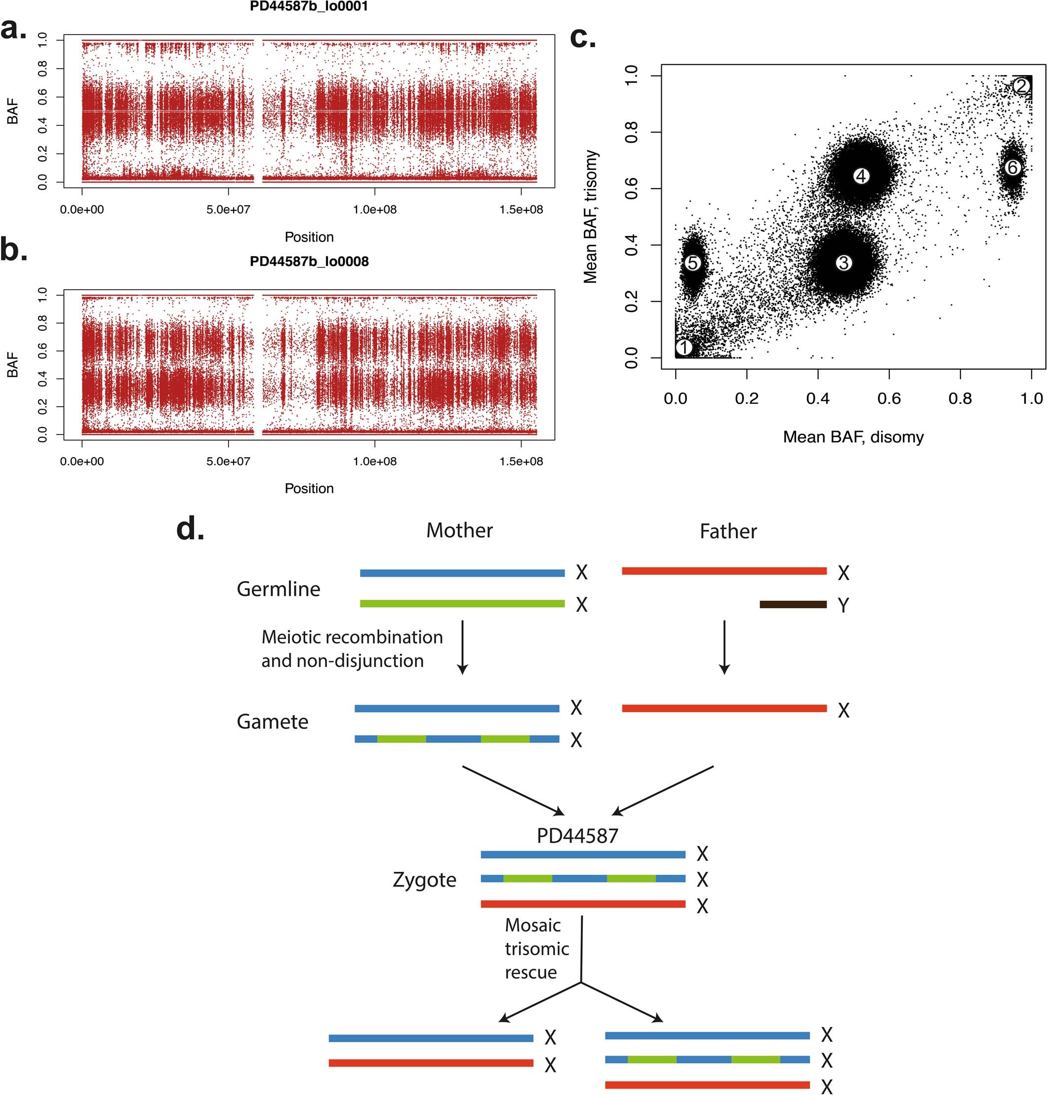 Extended Data Fig. 2: Trisomy X (47XXX) with mosaic trisomic rescue in individual PD44587 identified by lineage tracing of somatic mutations.