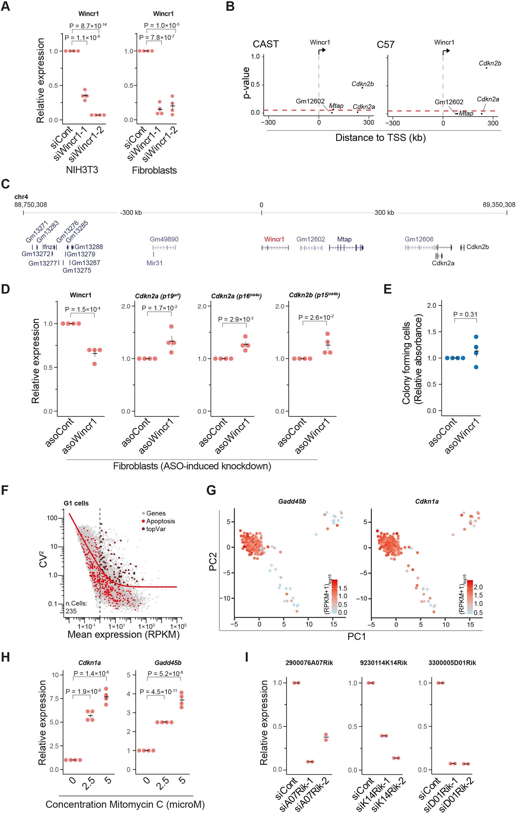 Extended Data Fig. 7: Analysis of Wincr1 and identification of apoptosis-associated lncRNAs.