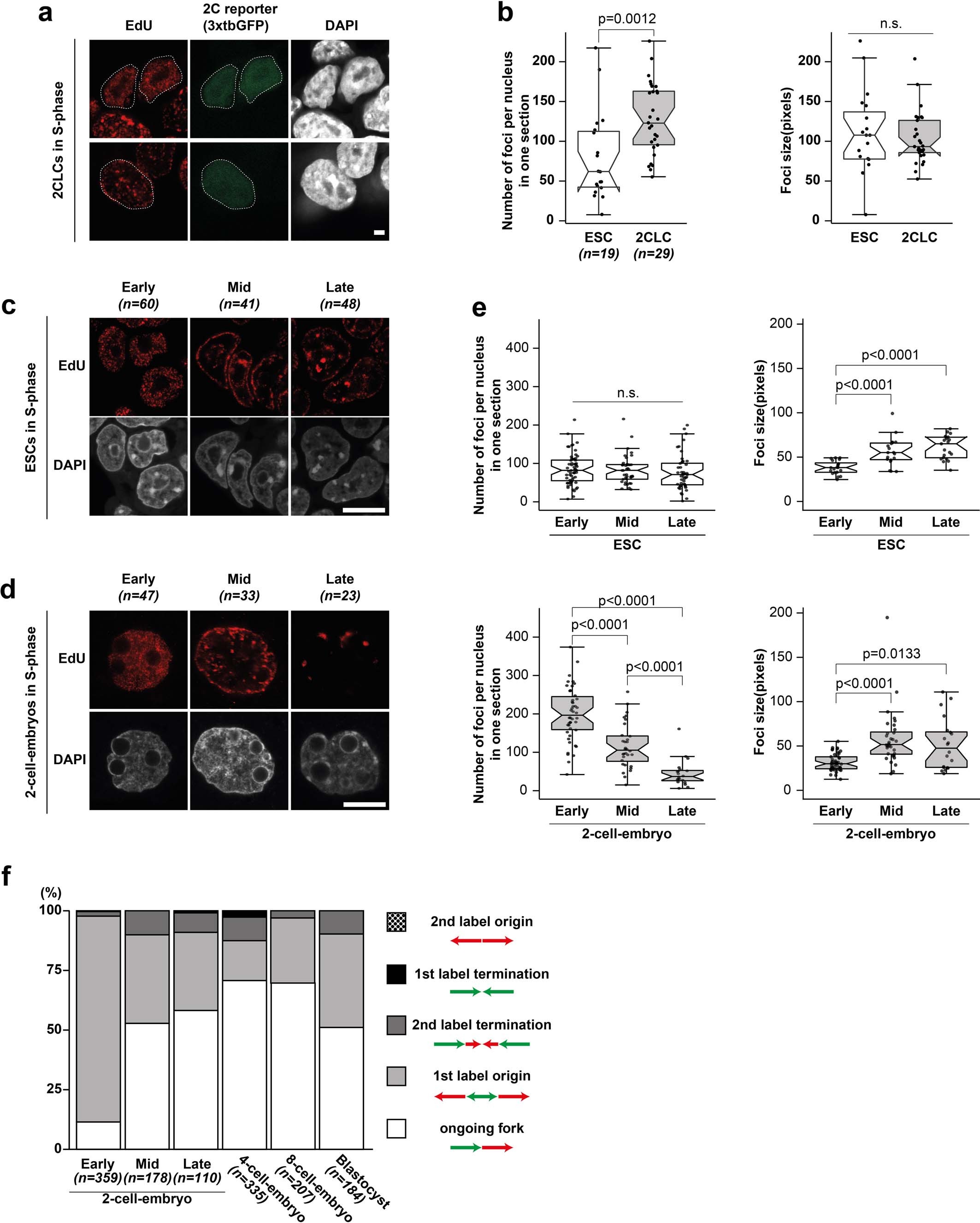 Extended Data Fig. 1: Increasing the number of active origins in 2-cell-embryos.