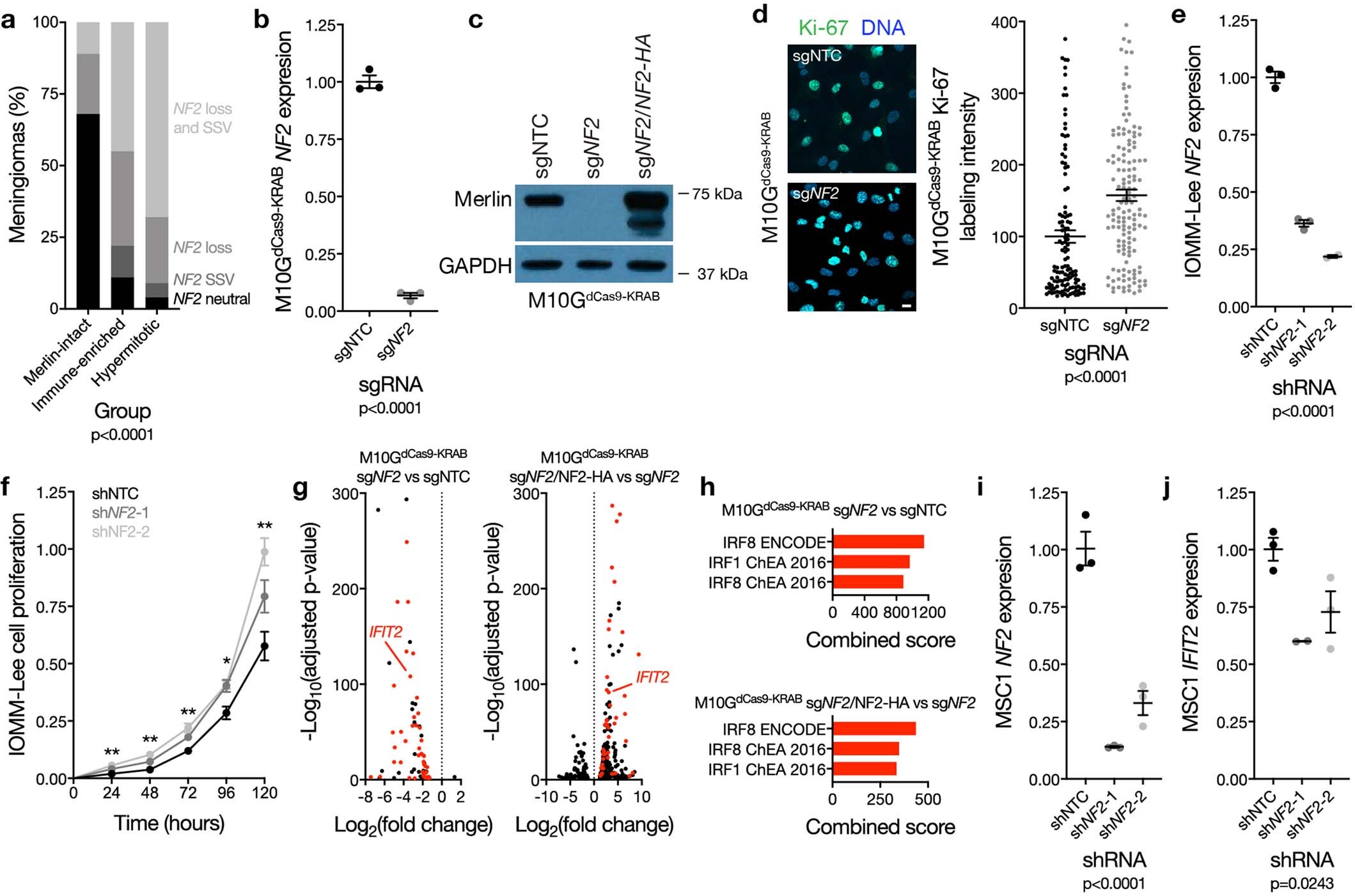 Extended Data Fig. 4: Mechanisms of NF2/Merlin tumor suppression in meningioma cells.