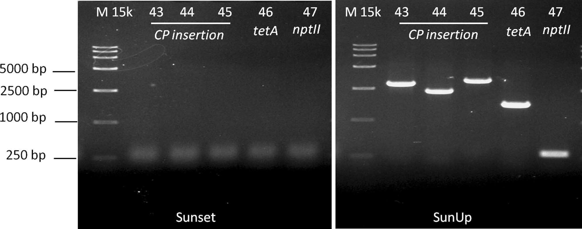 Extended Data Fig. 7: PCR validation of transgenic insertions.