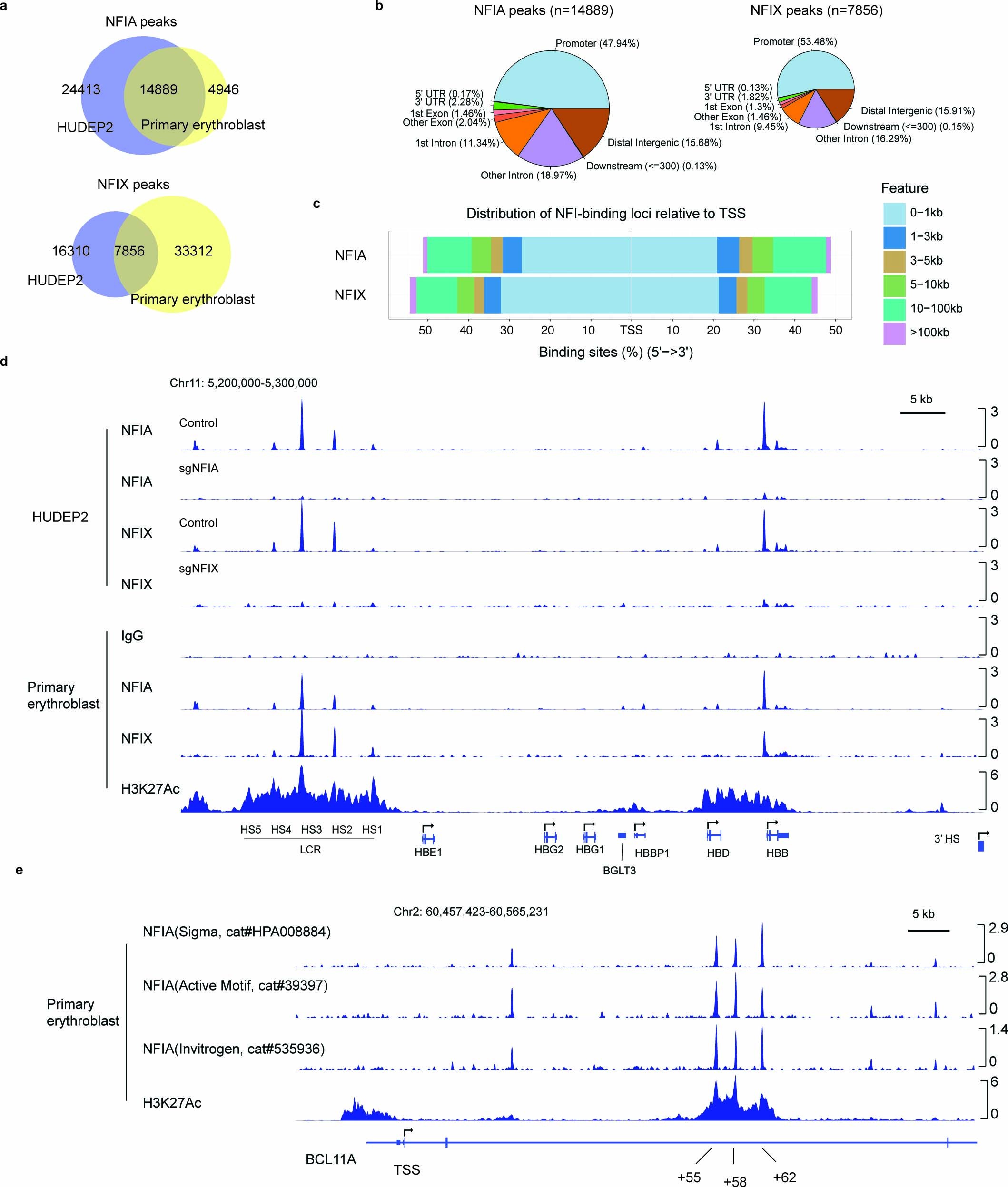 Extended Data Fig. 6: Characterization of NFIA and NFIX genomic occupancy profiles by CUT&RUN.