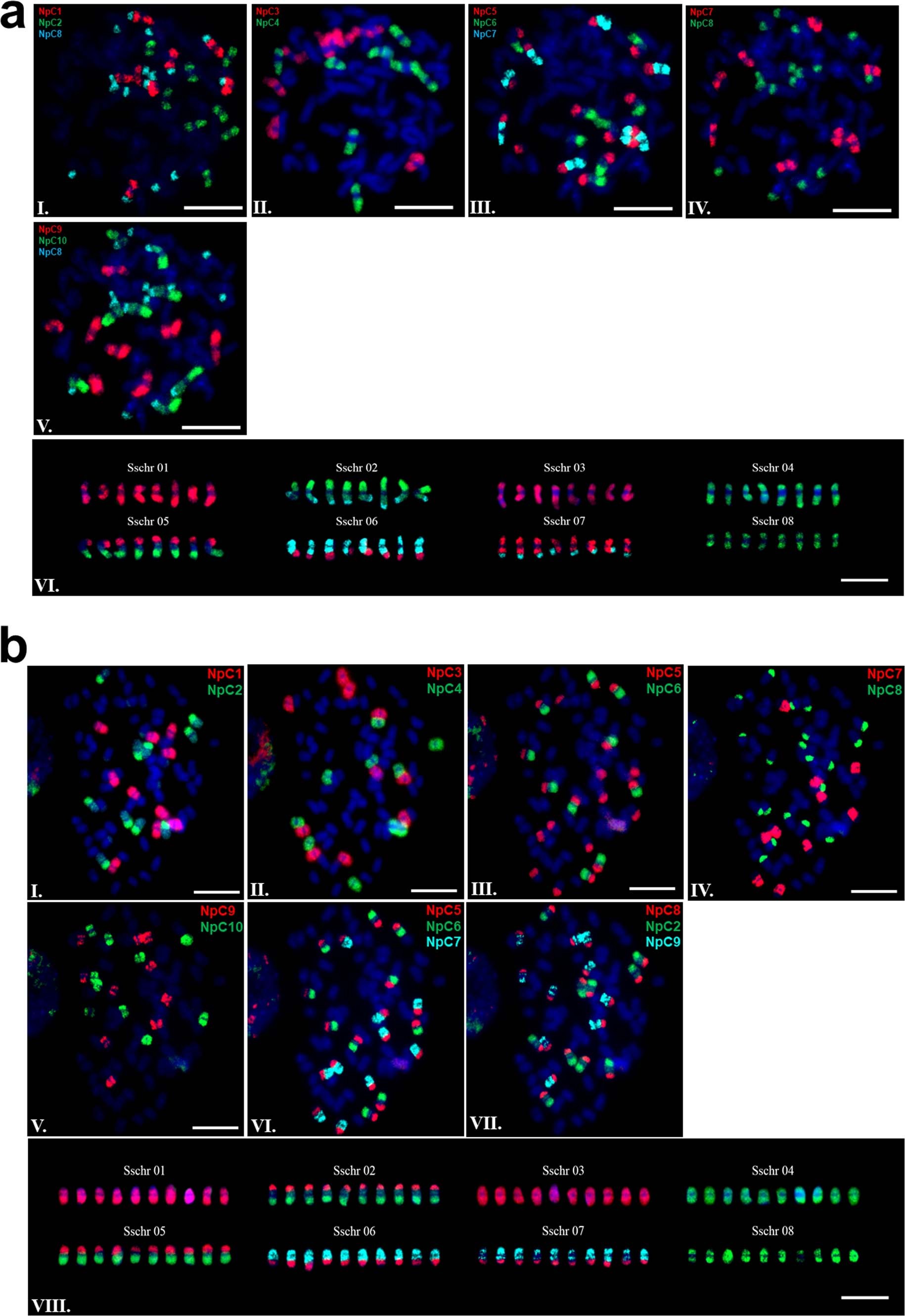 Extended Data Fig. 1: Chromosome specific oligo probes to S. spontaneum accessions with x = 8.
