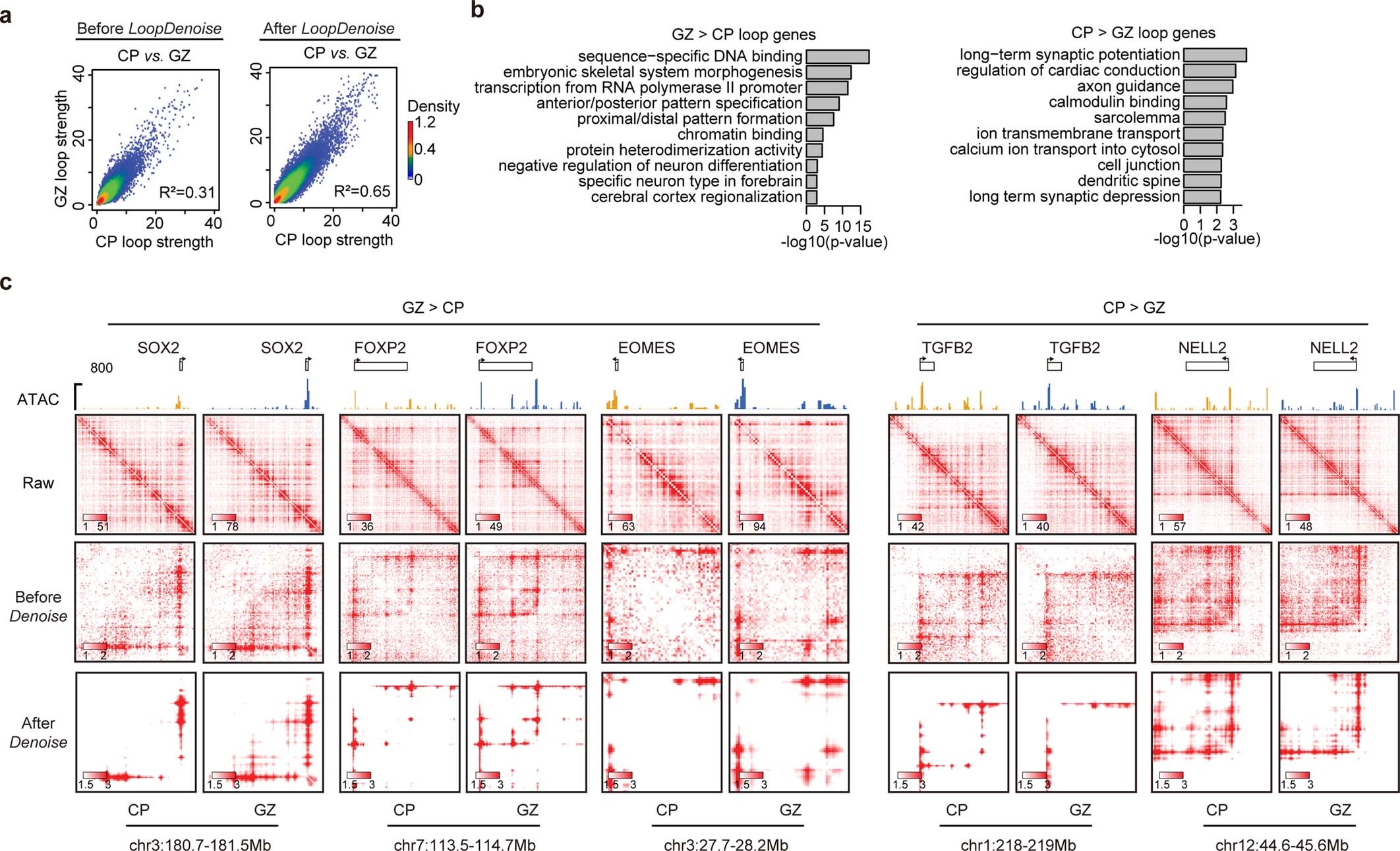 Extended Data Fig. 3: LoopDenoise enables the quantitation of dynamic chromatin interactions.