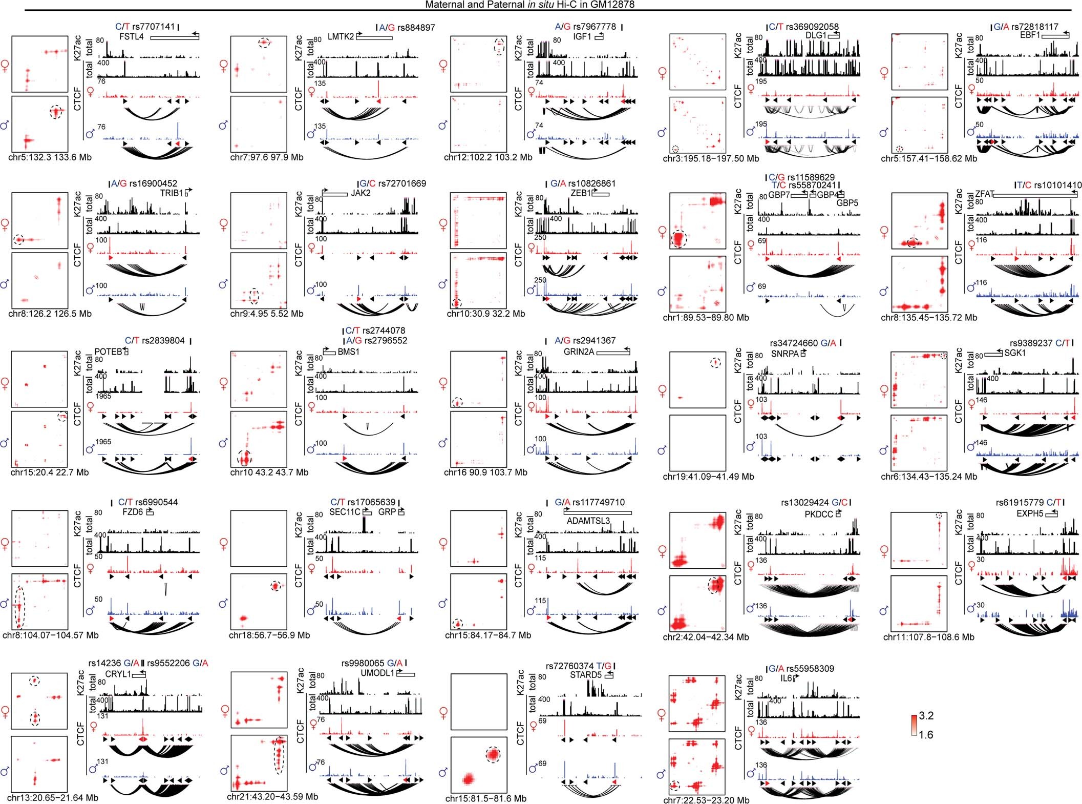 Extended Data Fig. 9: The contact heatmaps and browser snapshots of 24 loci containing 27 SNPs associated with both allelic CTCF binding and allelic DNA looping.