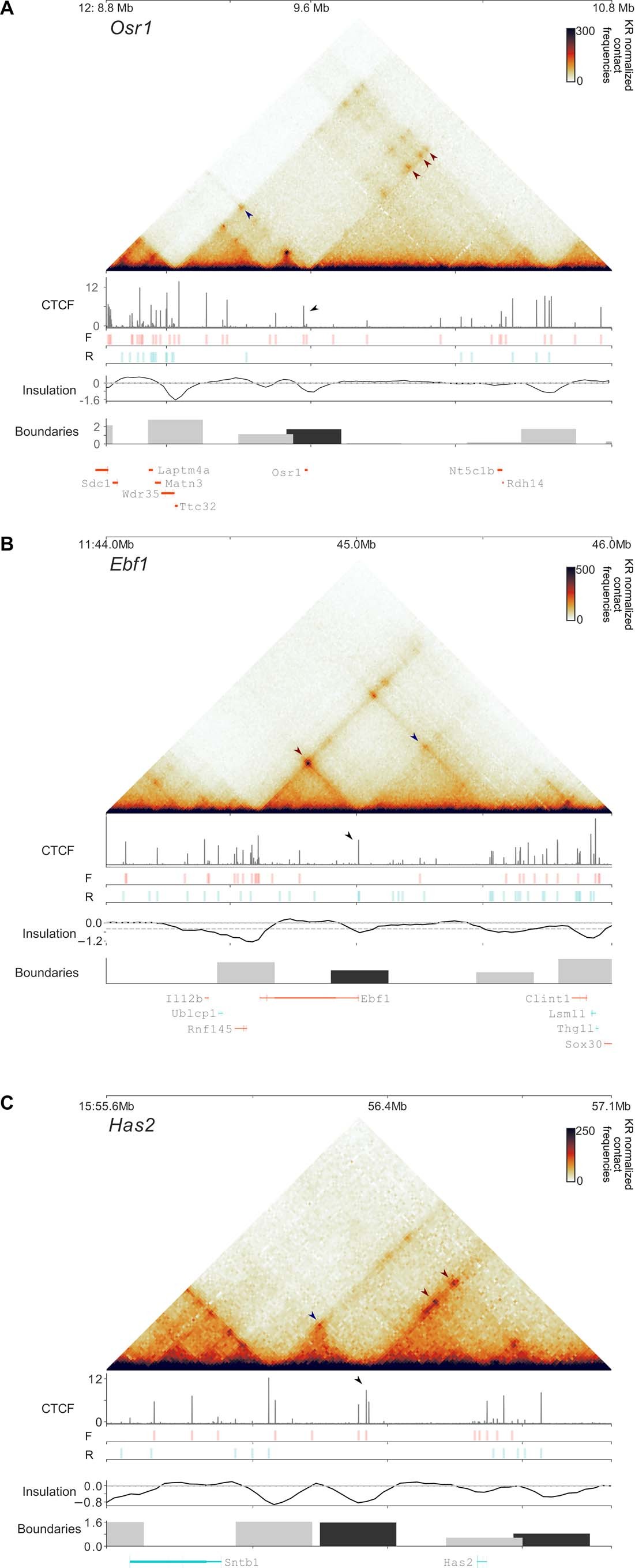 Extended Data Fig. 7: Loop anchors with strong single-oriented CTCF binding can constitute the source of weaker loops in the nonconvergent direction.