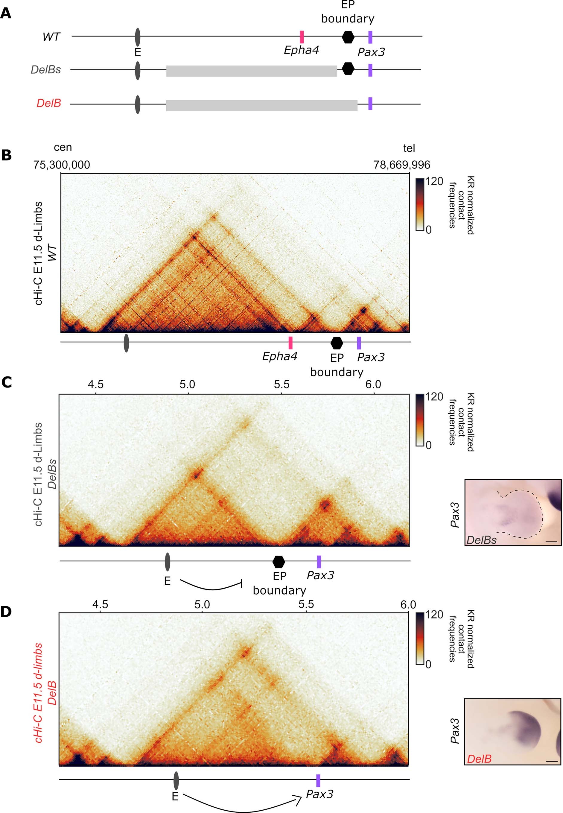 Extended Data Fig. 1: Structural and molecular comparison between Delbs and DelB mutants.