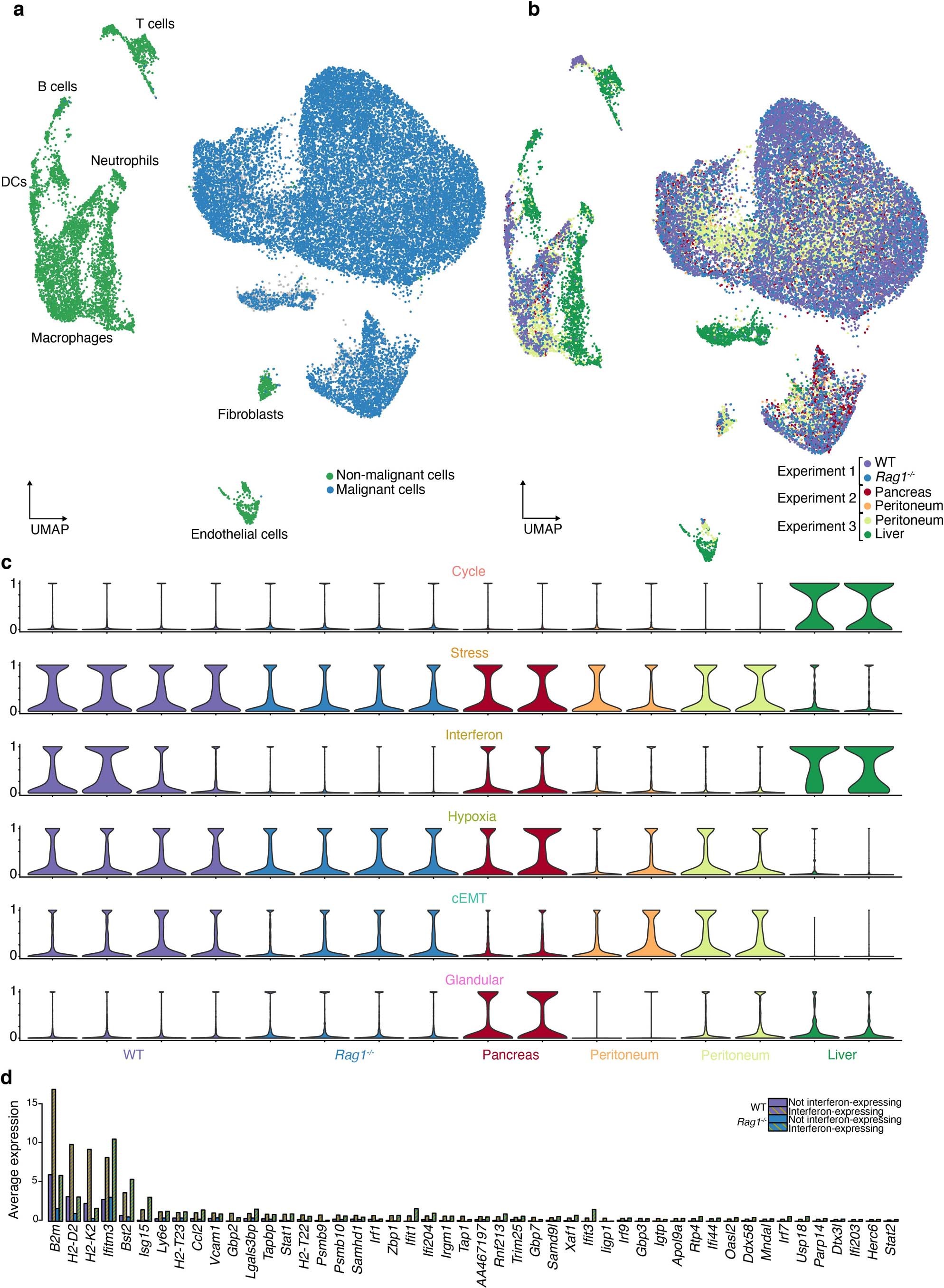 Extended Data Fig. 10: Additional experiments relating to the orthotopic and heterotopic mouse experiments.