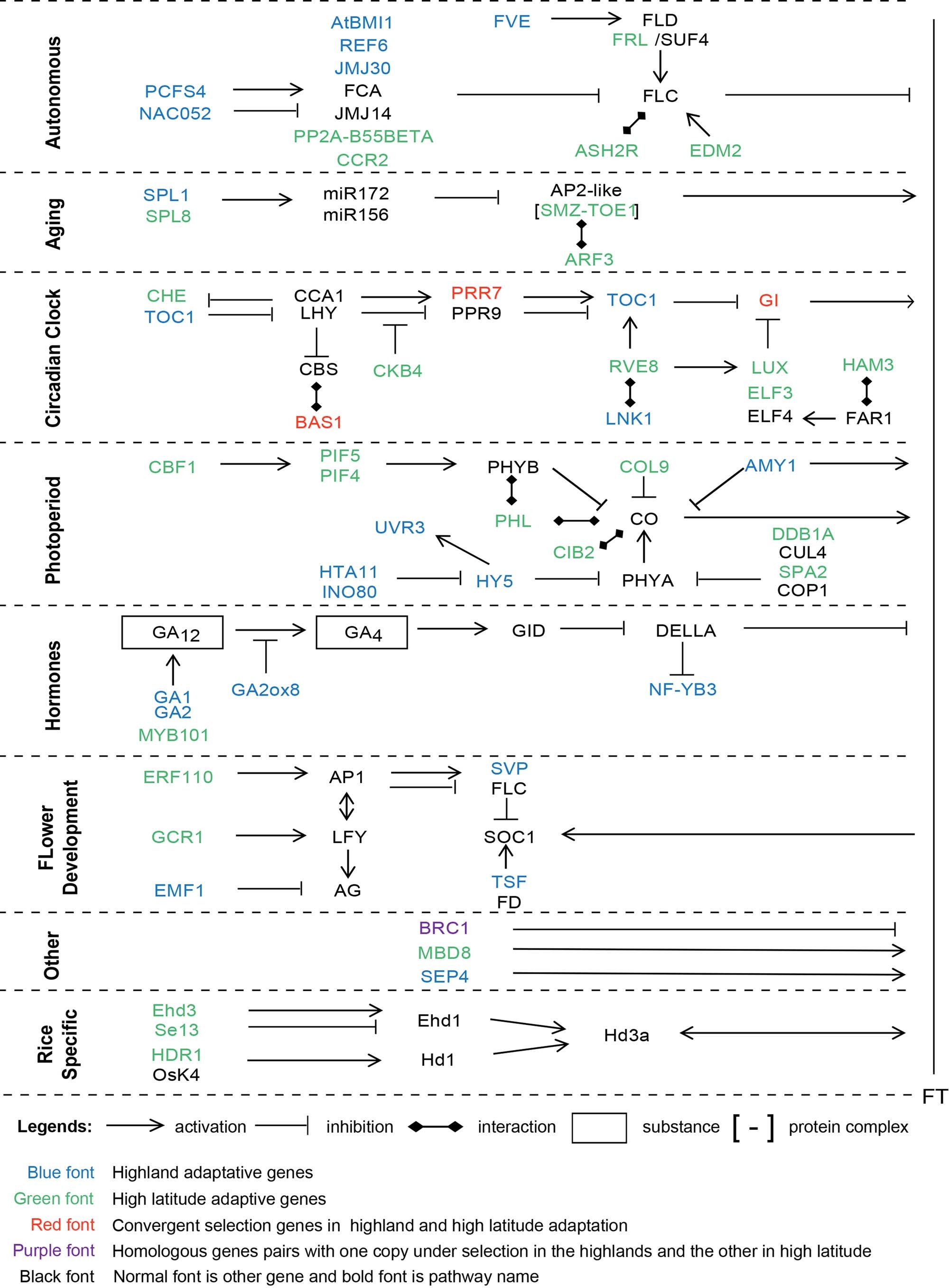 Extended Data Fig. 7: Flowering time related pathway in highland and high latitude adaptation.