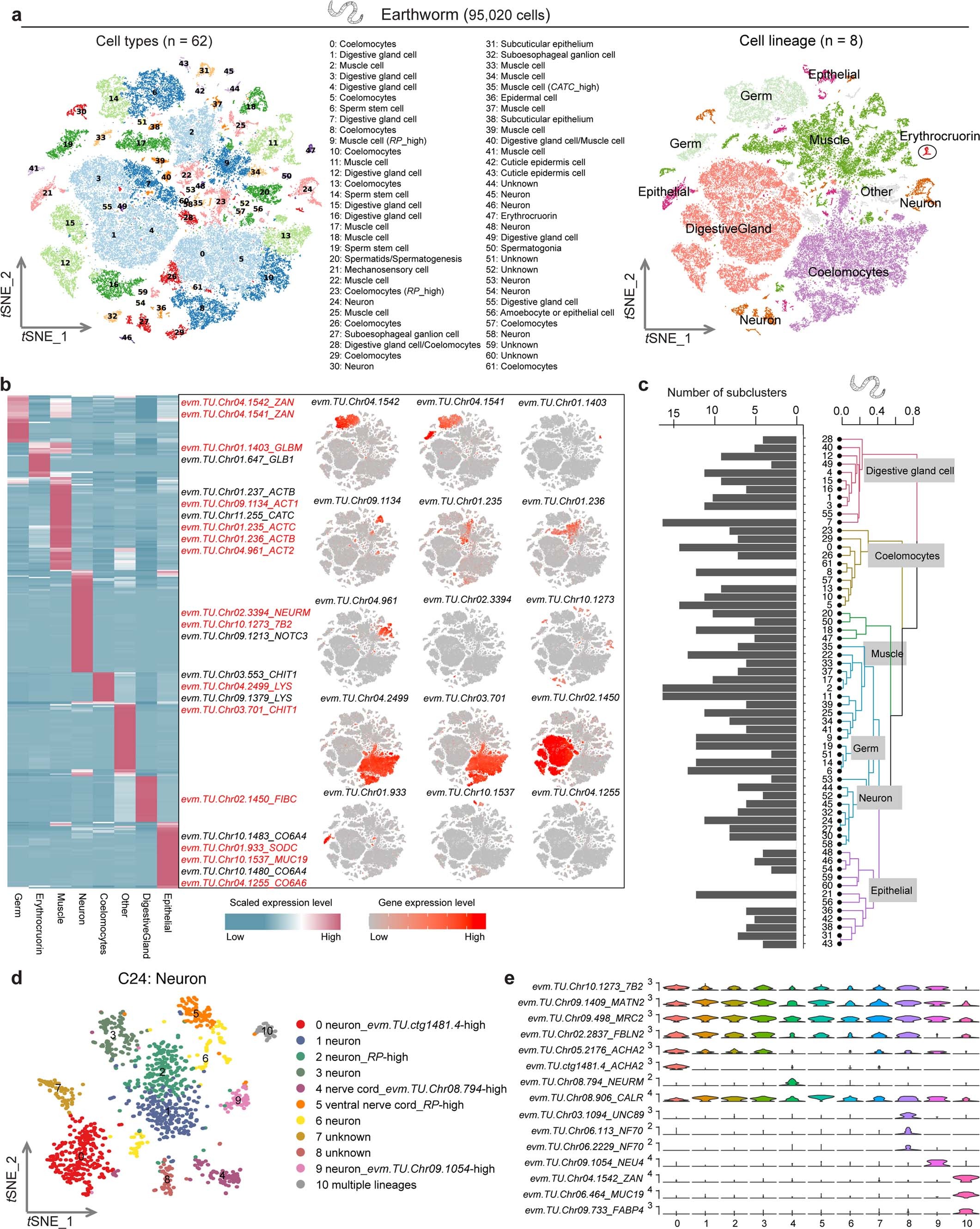 Extended Data Fig. 3: Earthworm cell landscape was constructed using Microwell-seq.