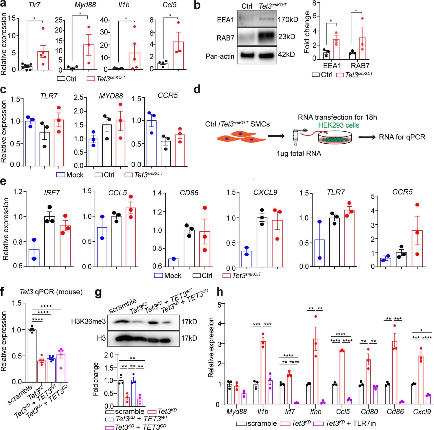 Extended Data Fig. 6: Spurious transcripts activate endosomal TLR signaling in SMCs.