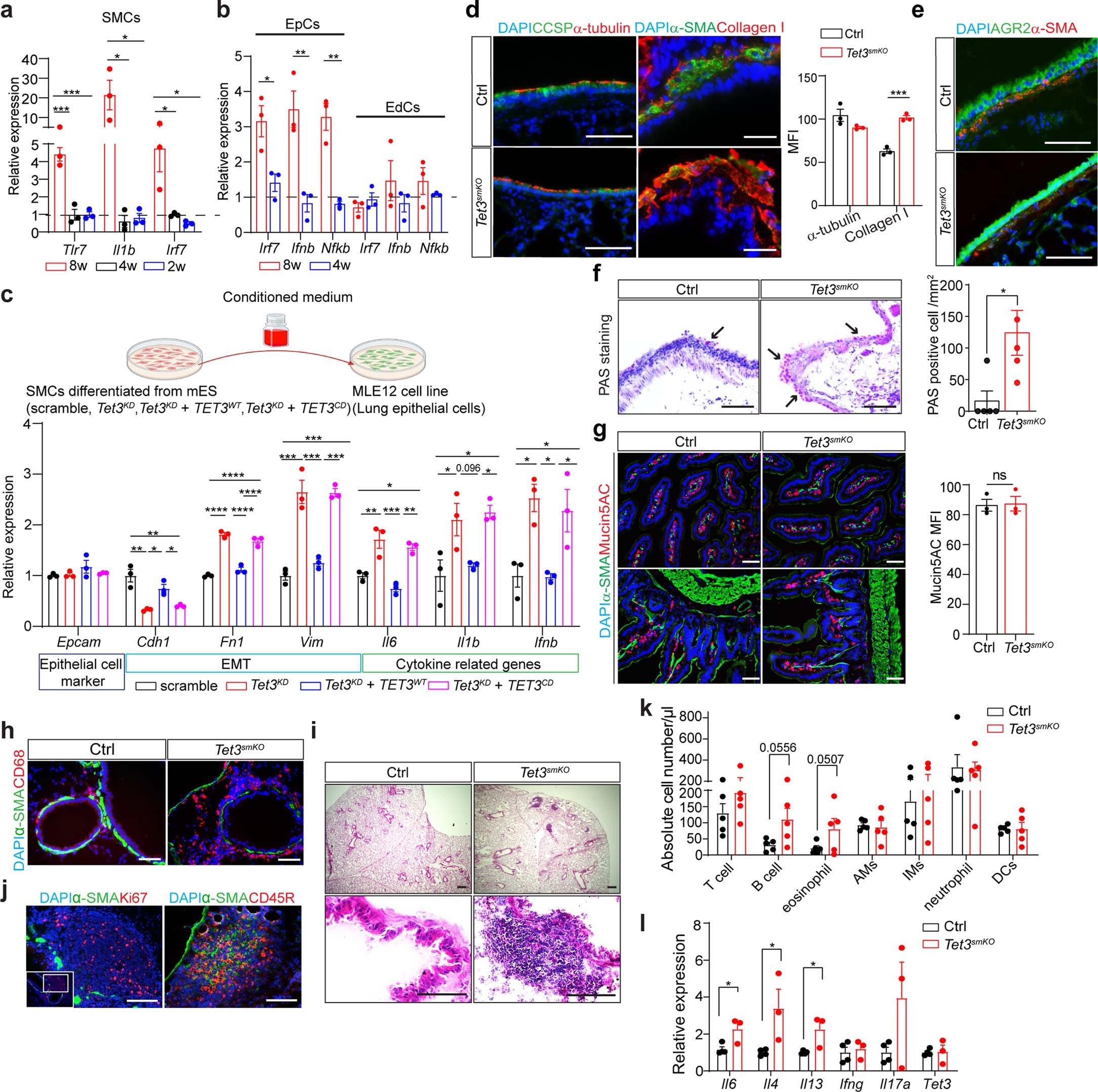 Extended Data Fig. 8: Persistent reduction of 5hmC in SMCs causes a Th2 cell-based immune response in the lung.