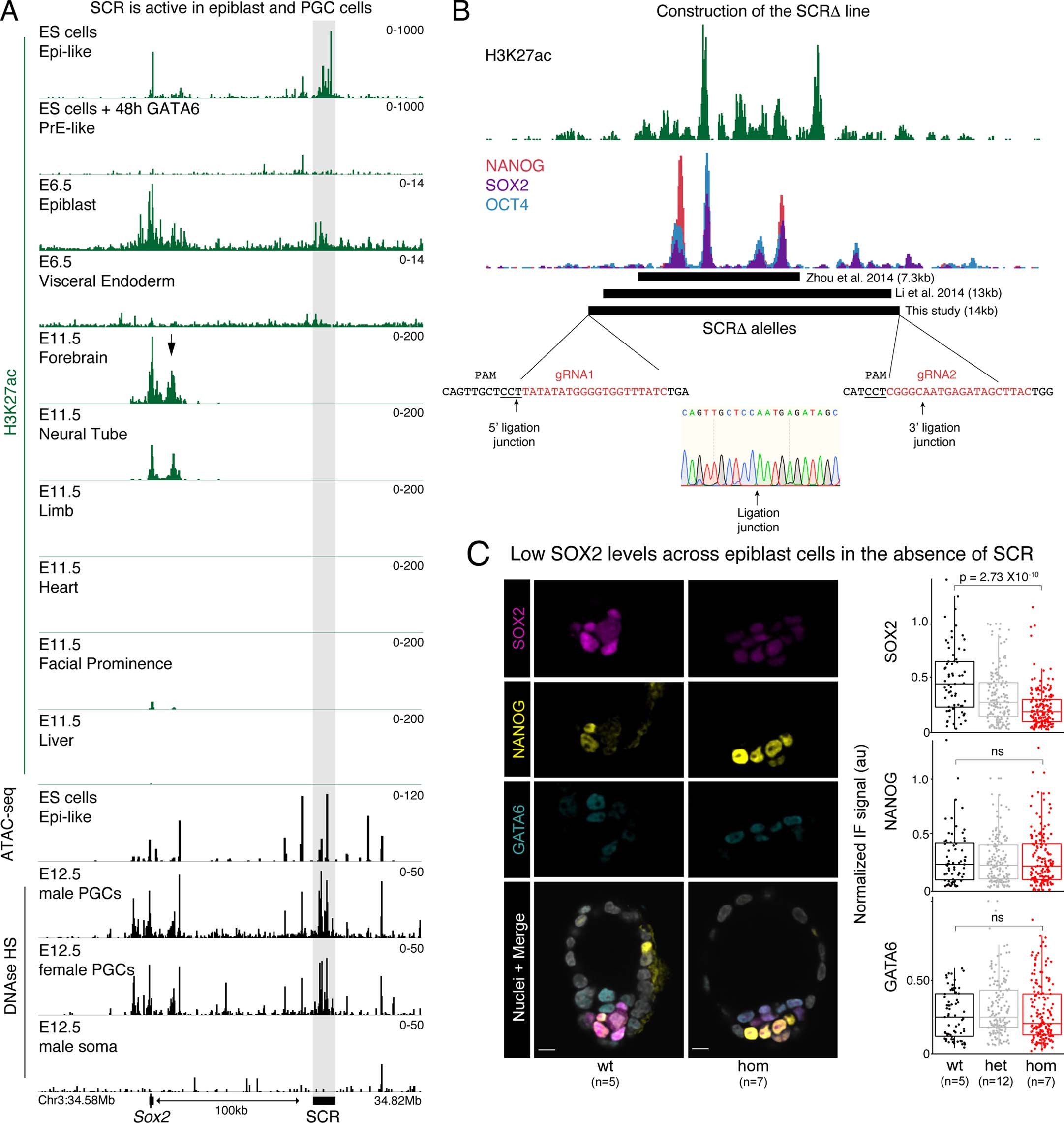 Extended Data Fig. 1: SCR is required for Sox2 expression.