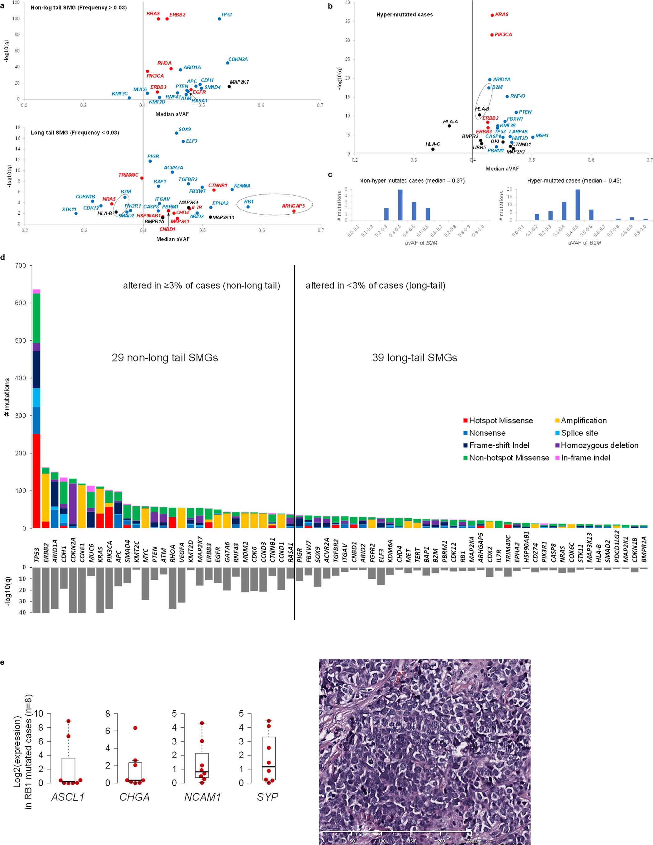 Extended Data Fig. 3: Clonality and positive selection of SMGs in gastric cancer.