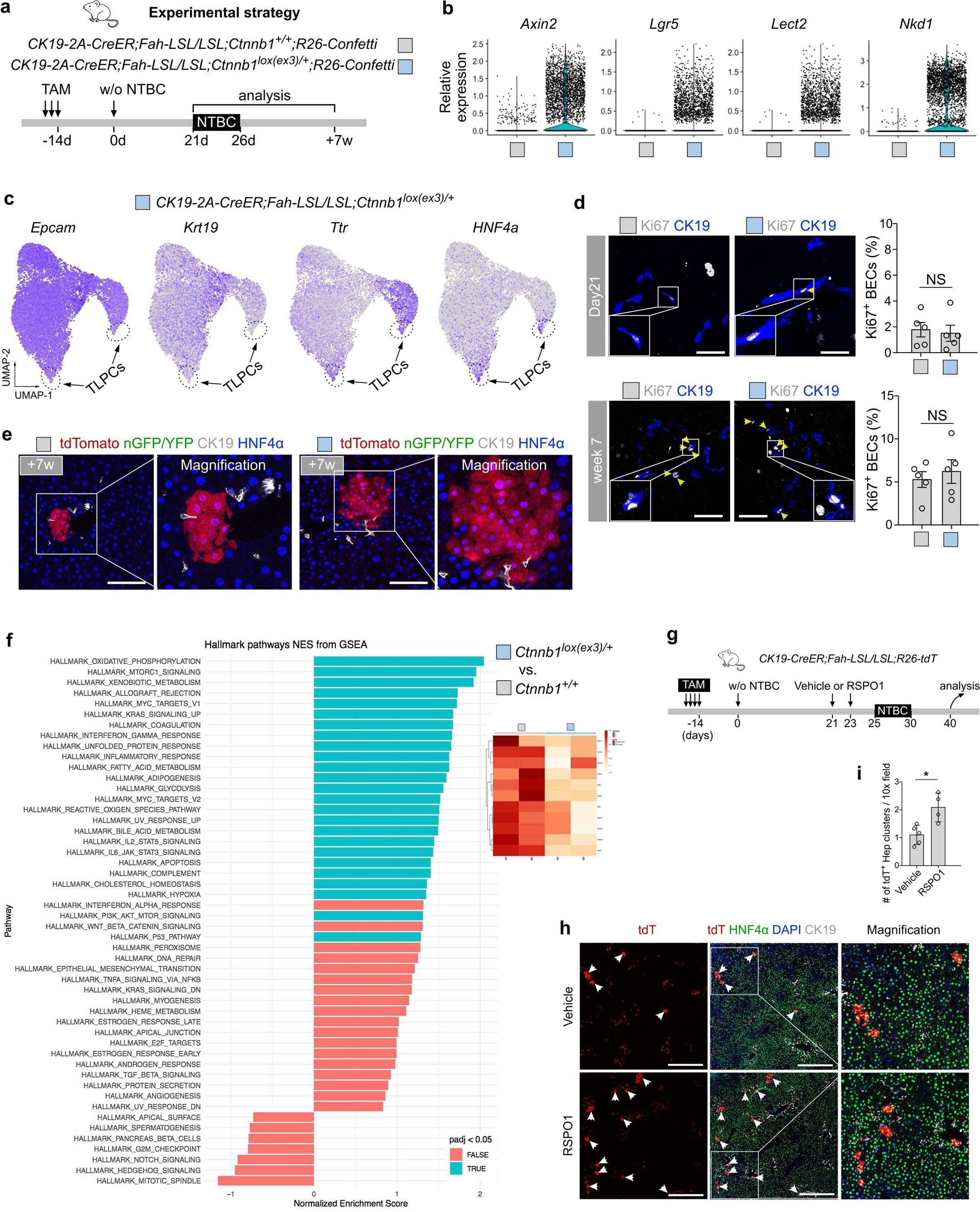 Extended Data Fig. 10: WNT activation increases BEC-to-hepatocyte formation but not BEC proliferation.