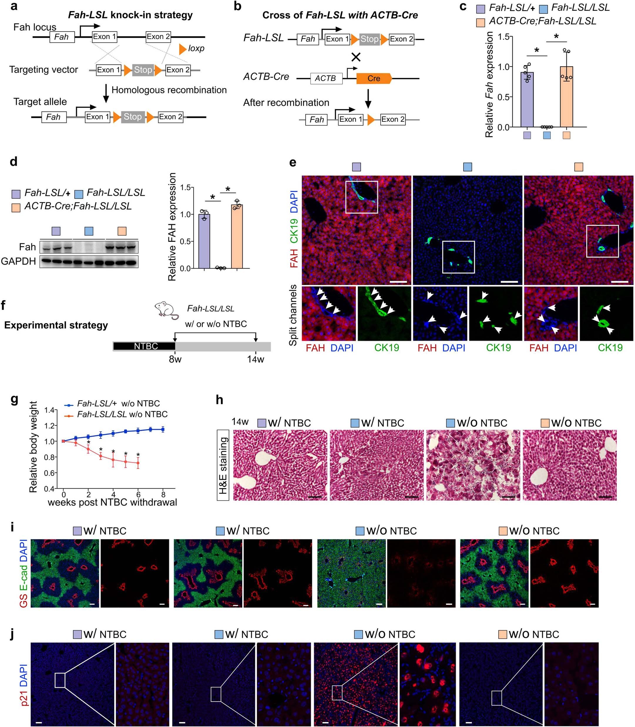 Extended Data Fig. 1: Generation and characterization of Fah-LSL mice.