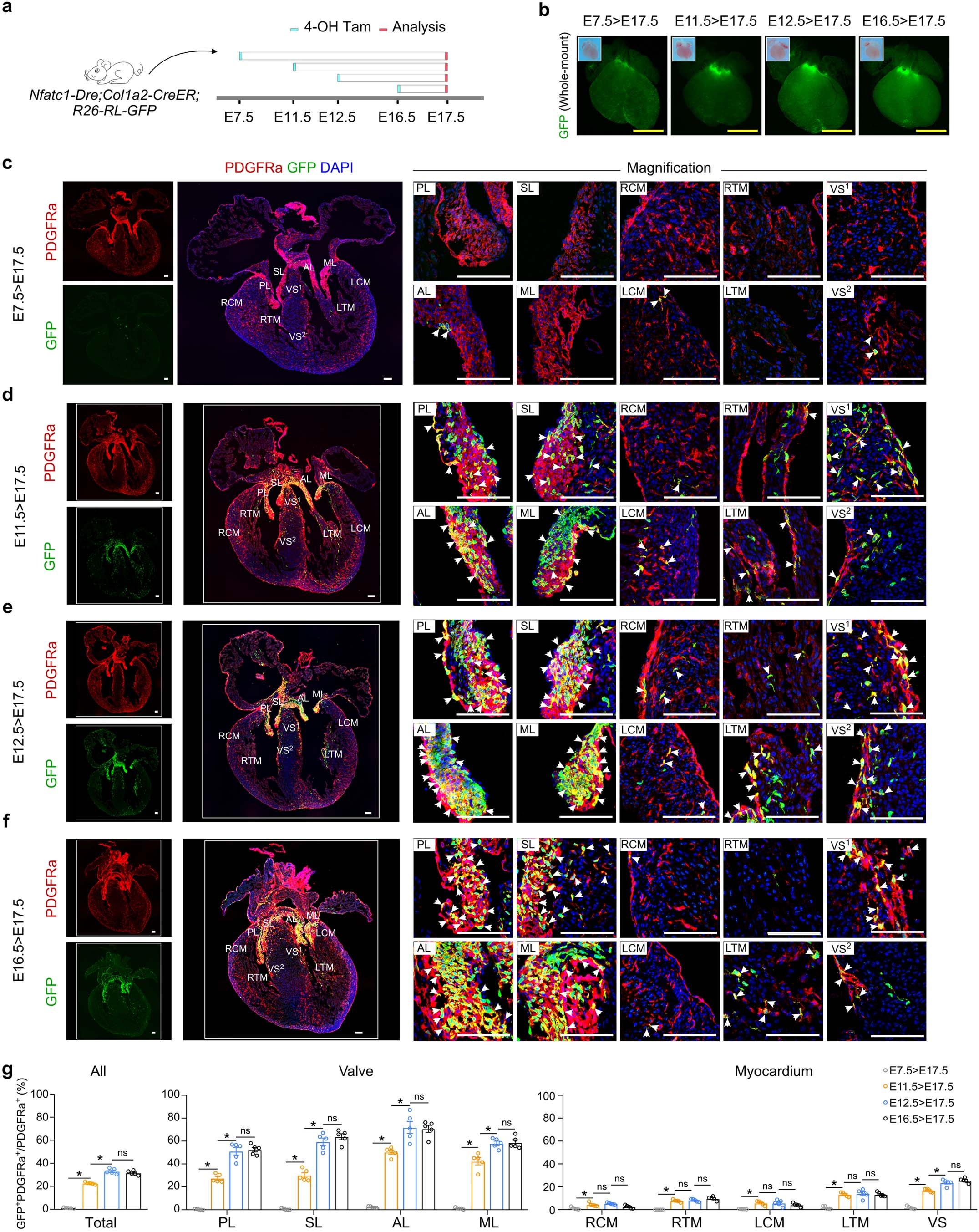 Extended Data Fig. 4: Temporospatial determination of EndoFb fate in developing heart.
