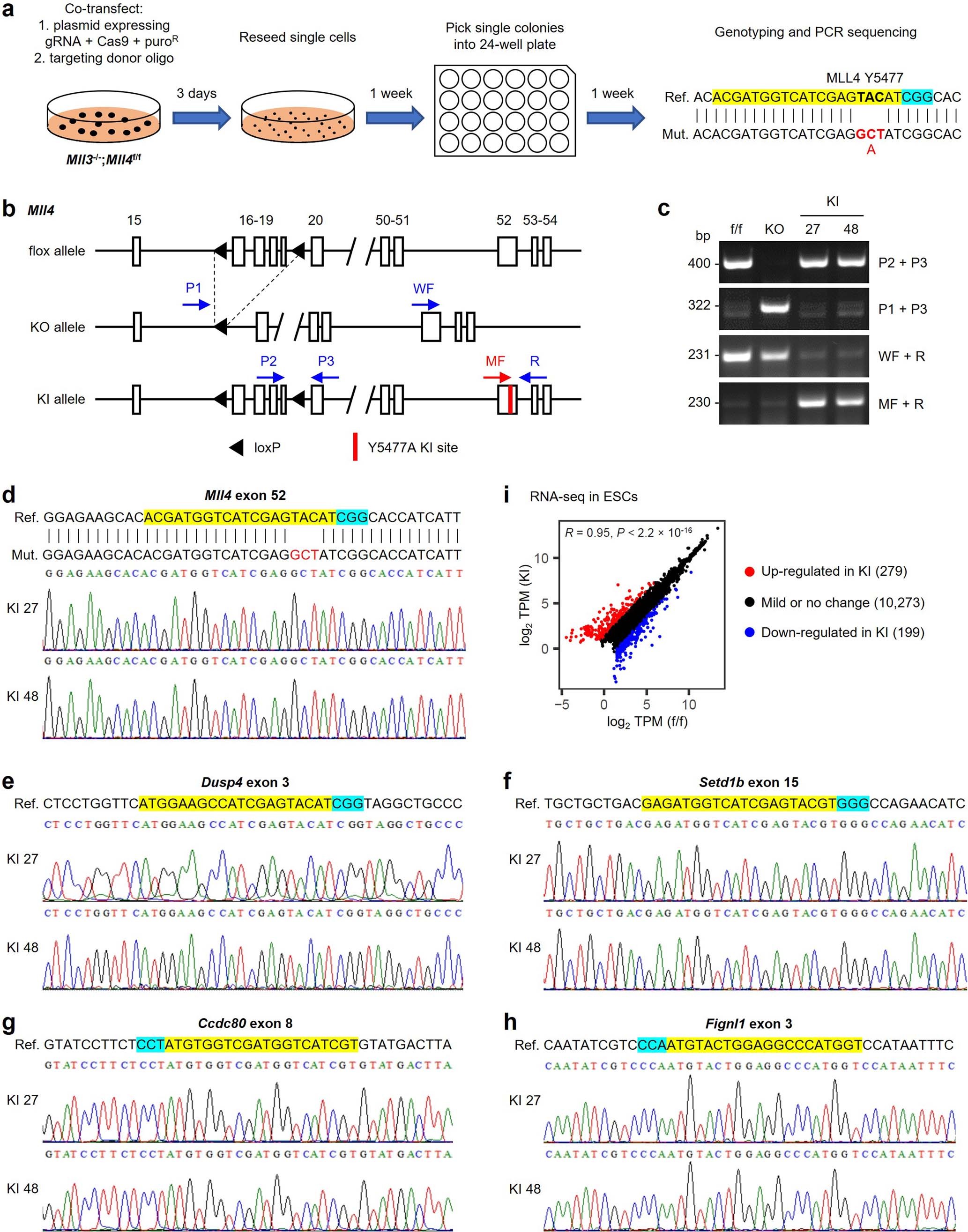 Extended Data Fig. 2: Generation and characterization of ESCs lacking MLL3/4 enzymatic activities.