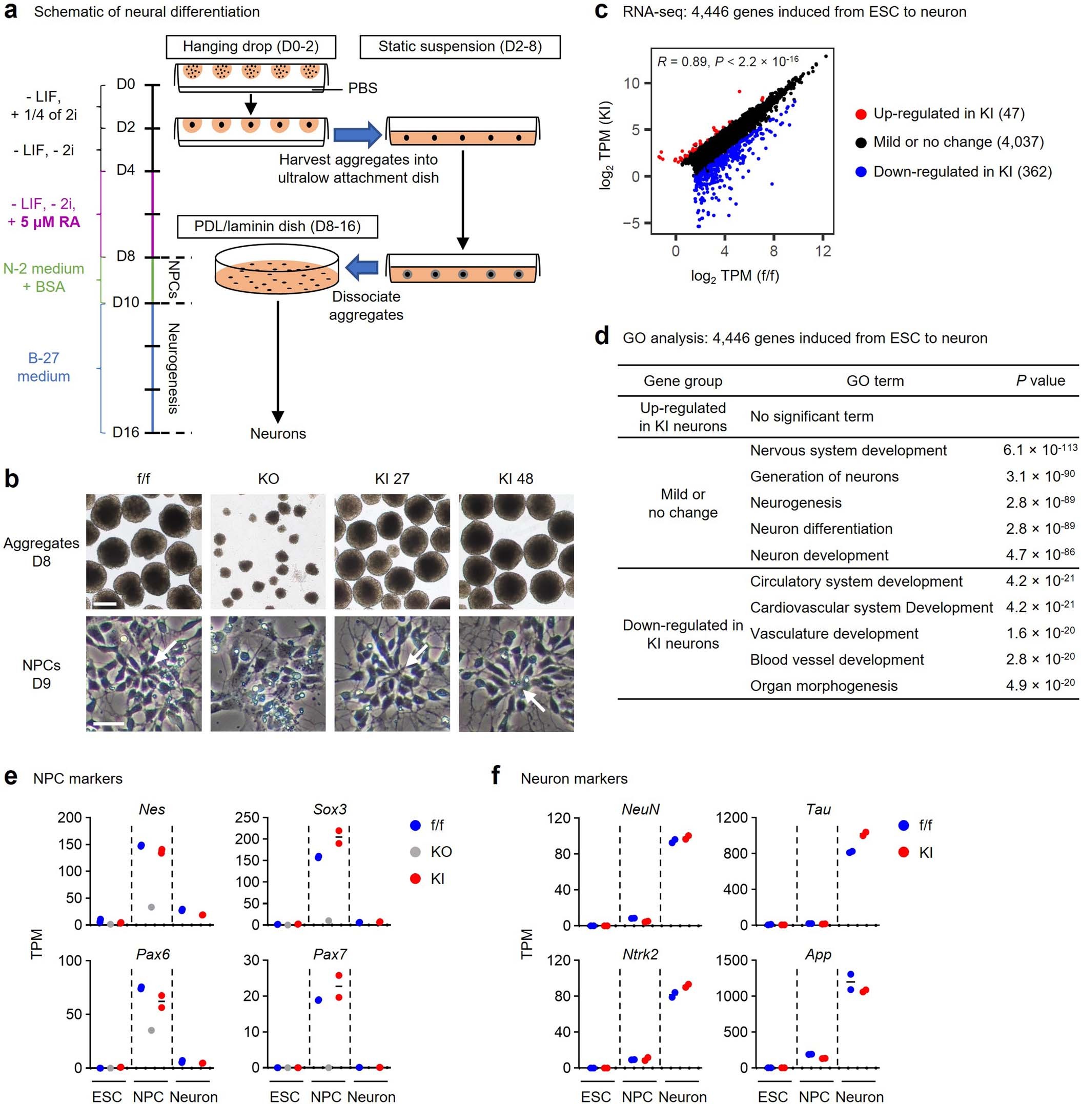 Extended Data Fig. 4: MLL3/4 enzymatic activities are generally dispensable for neural differentiation.