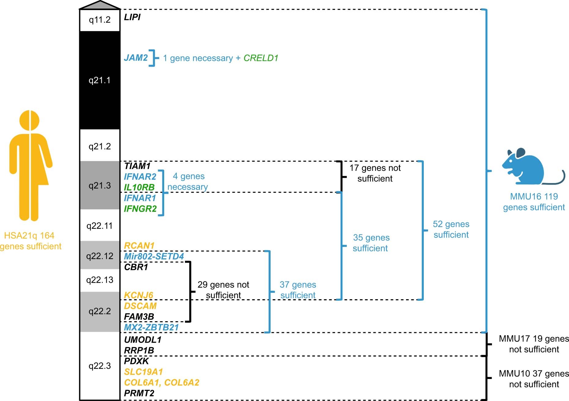 Extended Data Fig. 7: Overview of experimental evidence regarding the genetic basis of heart defects in mouse models of Down syndrome.