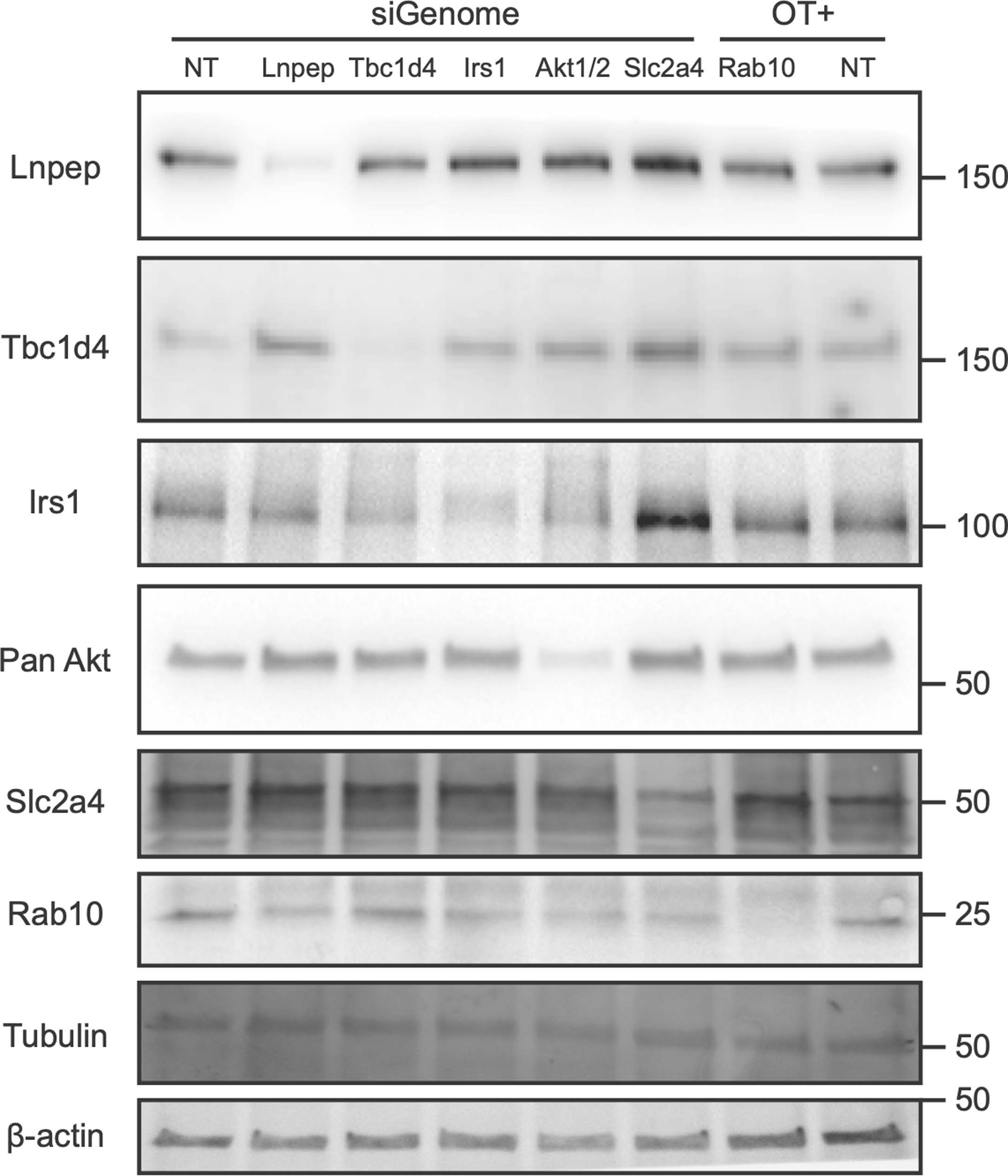 Extended Data Fig. 9