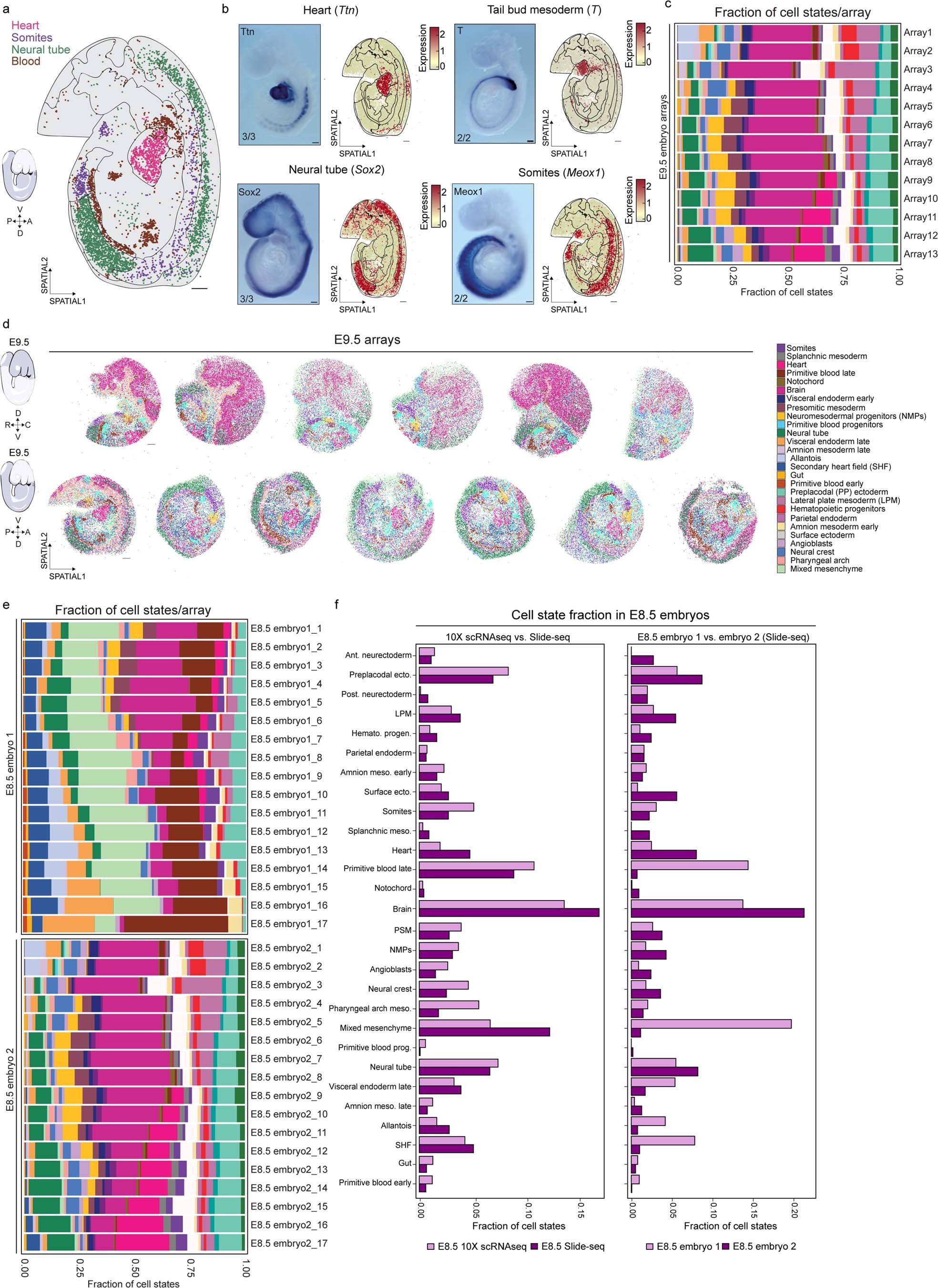 Extended Data Fig. 2: Spatial organization of cell states.