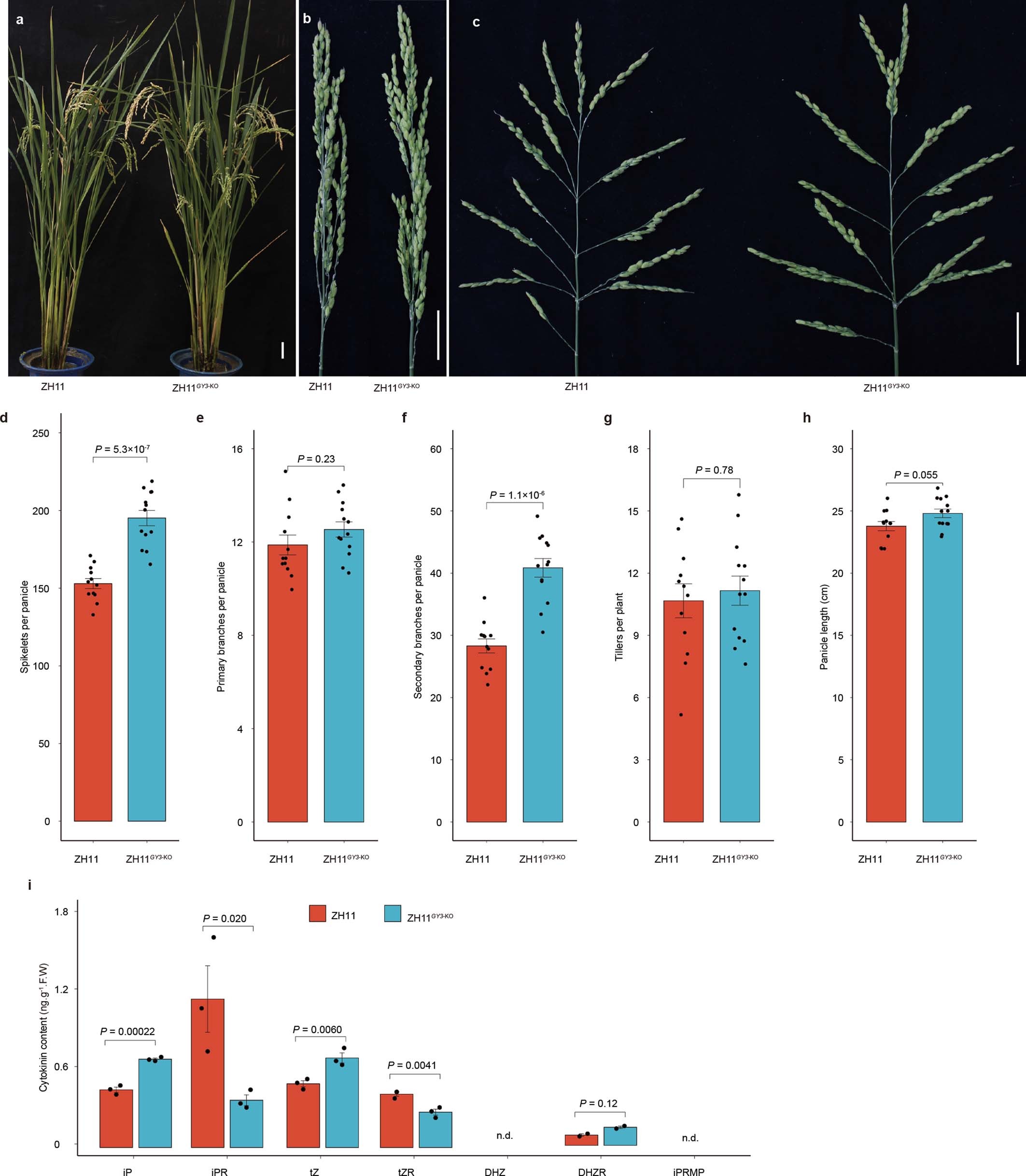 Extended Data Fig. 5: Performances of loss-of-function of GY3 in Zhonghua 11 (ZH11) background.
