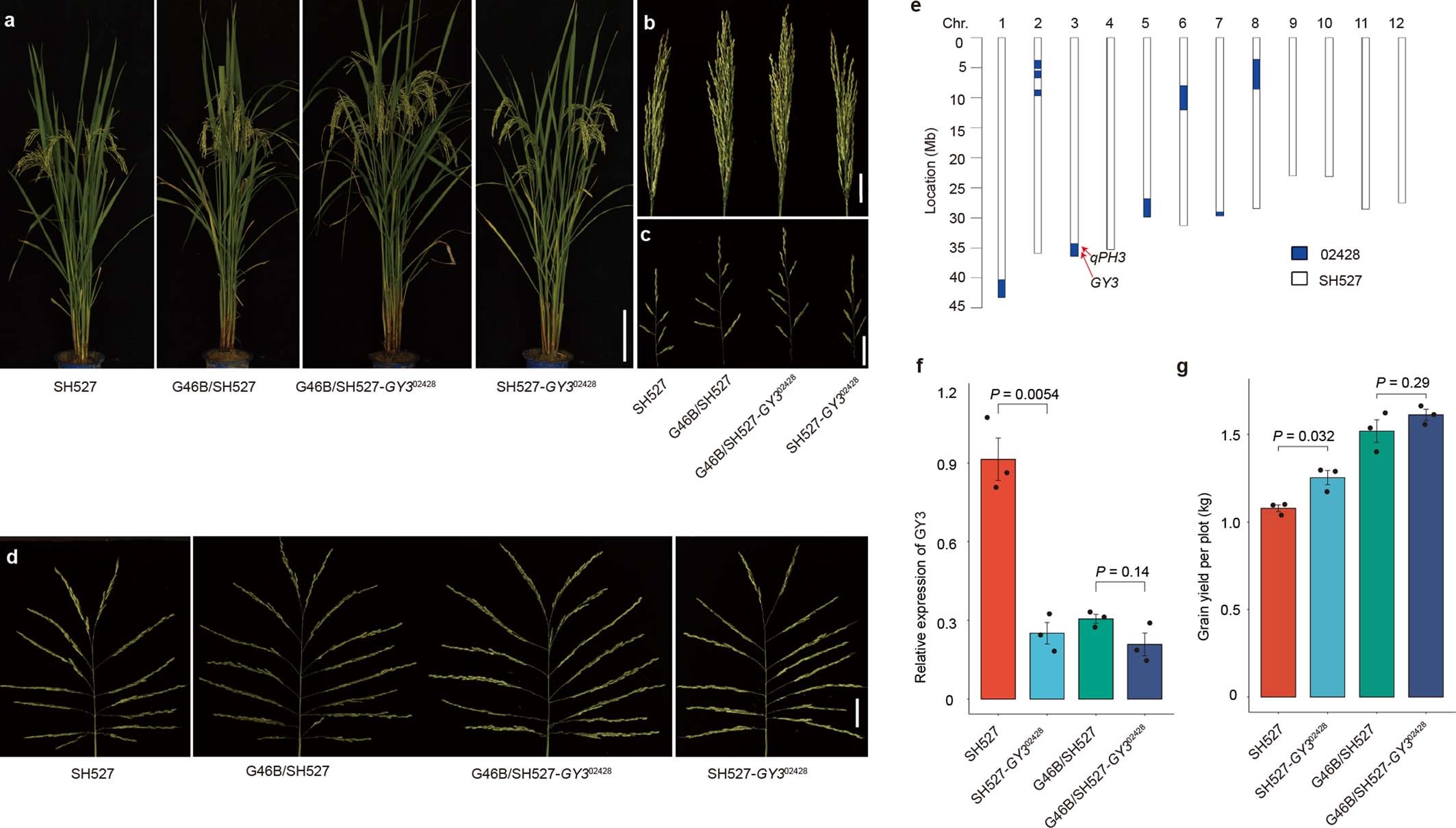 Extended Data Fig. 9: Improvements of the yield performances of SH527 and its related hybrids by GY302428.