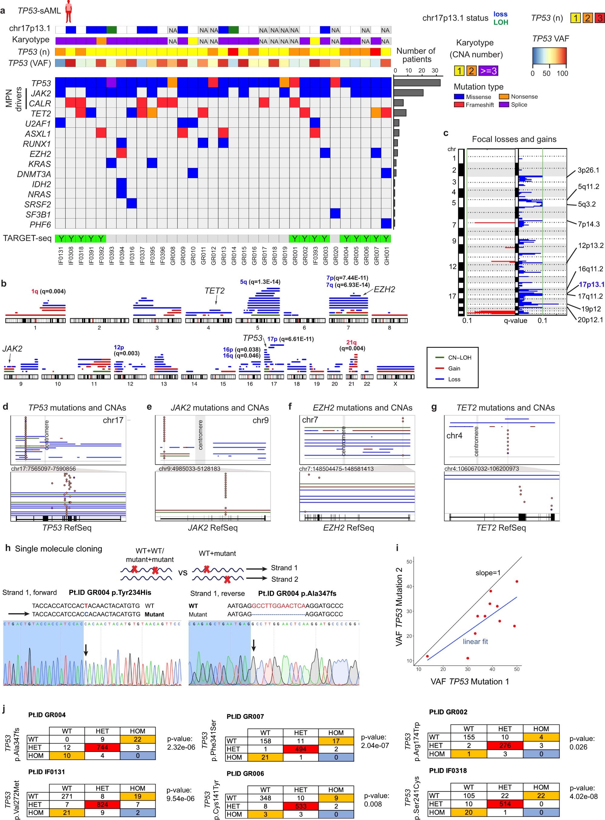 Extended Data Fig. 1: Genetic landscape of TP53-sAML.