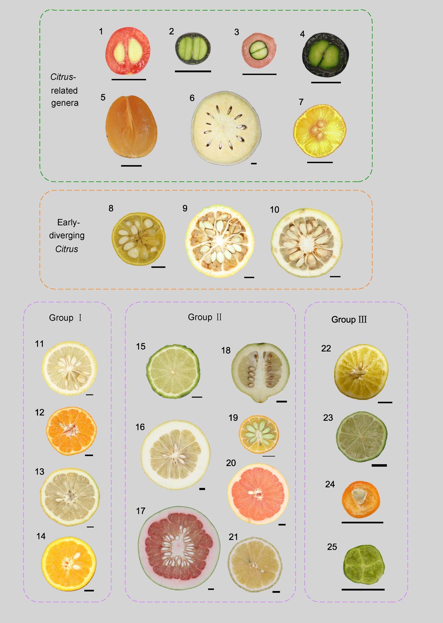 Extended Data Fig. 1: Characteristics of fruit and seed of Citrus-related genera (1–7), early-diverging Citrus (8–10) and three groups of Citrus species (11–25).