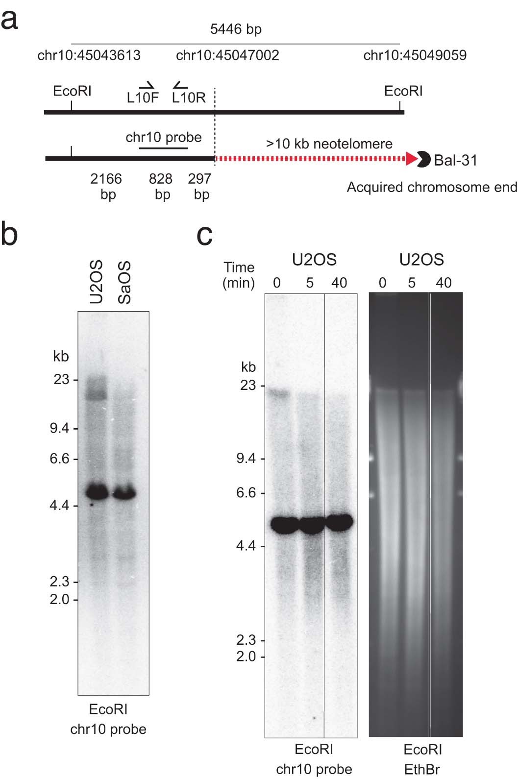 Extended Data Fig. 7: U2OS neotelomere validation.