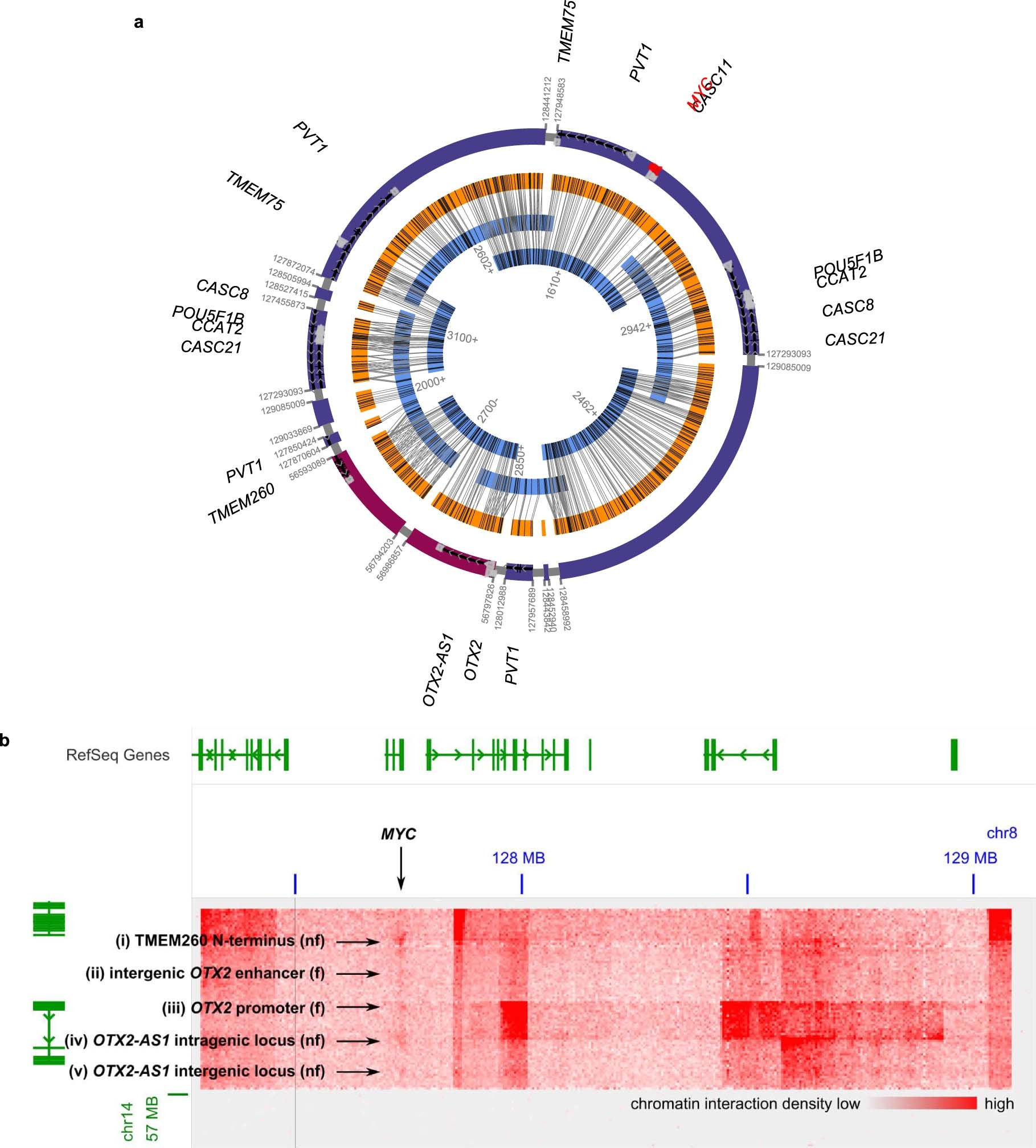 Extended Data Fig. 8: Sequence and conformation of the D458 ecDNA.