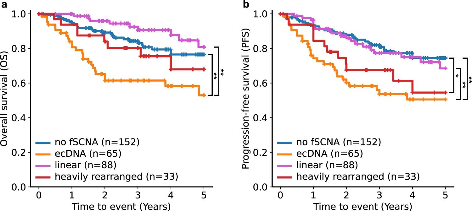 Extended Data Fig. 2: Patient cohort survival by genomic amplification class.