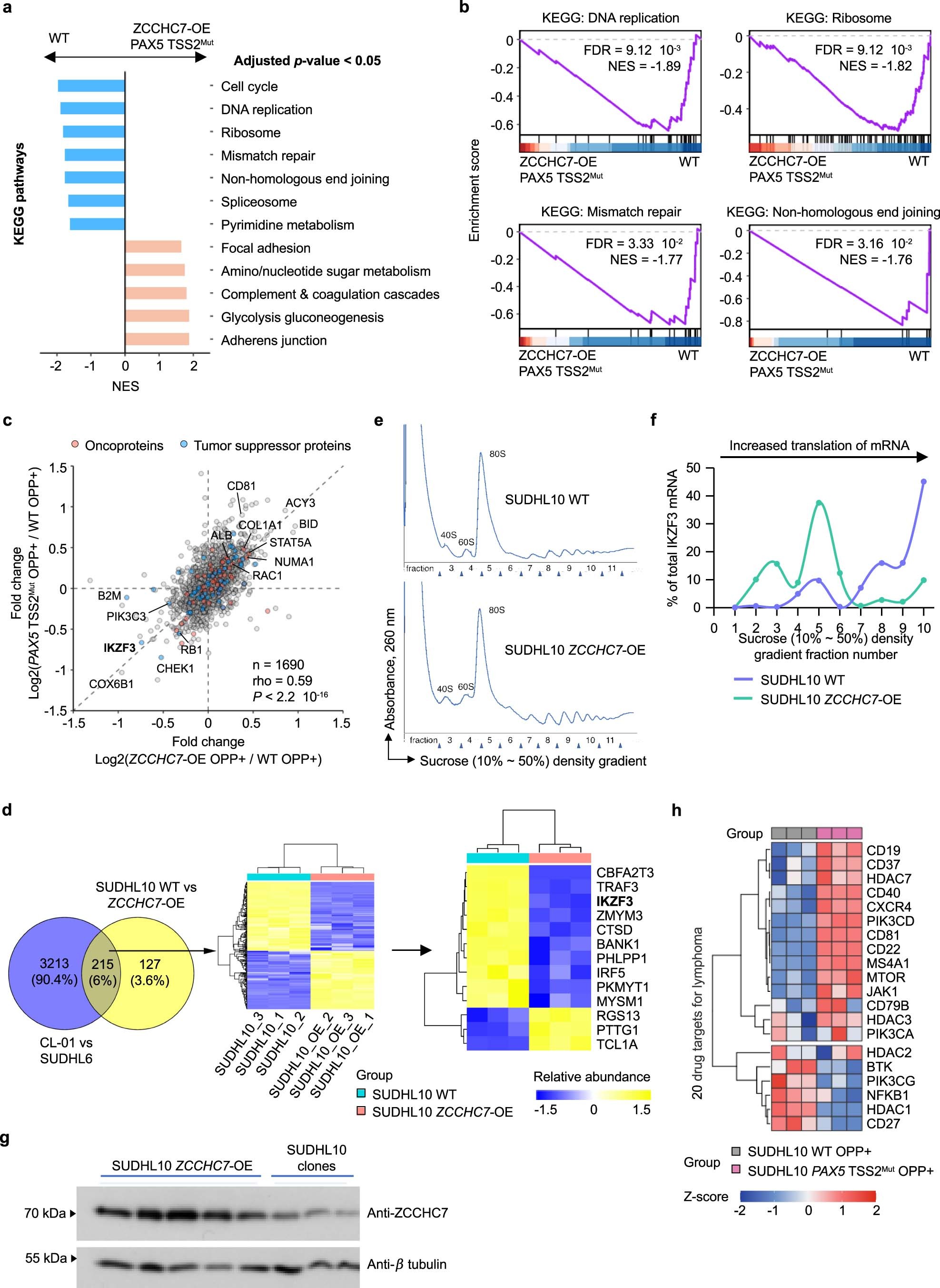 Extended Data Fig. 10: Proteomic changes resulting from ZCCHC7 alteration.