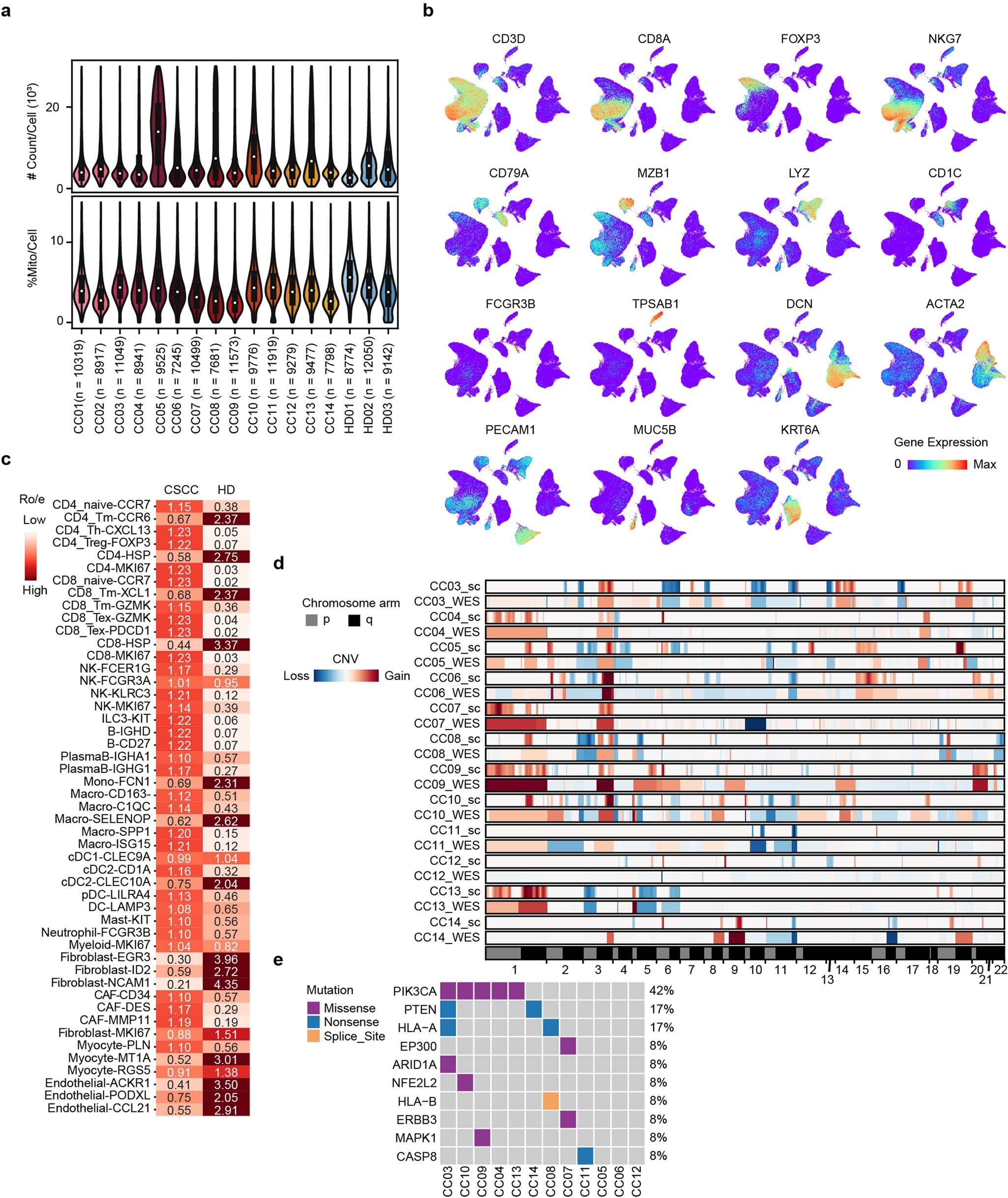 Extended Data Fig. 1: The cell atlas revealed by scRNA-seq offered a fundamental perspective to interrogate CSCC heterogeneity.