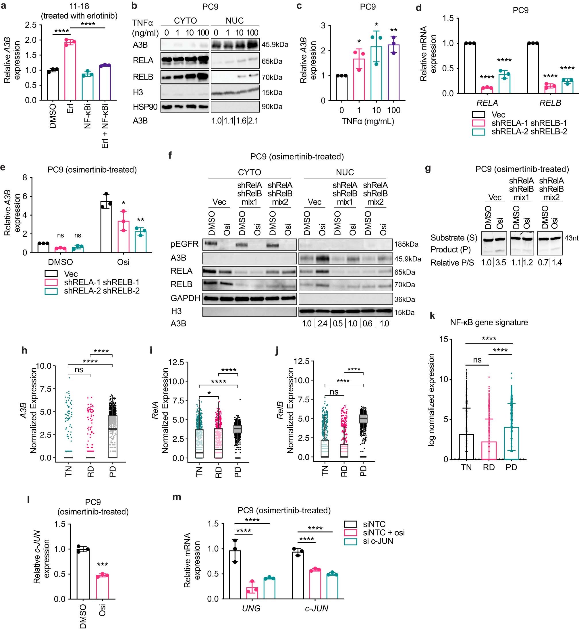 Extended Data Fig. 8: NF-κB signaling contributes to TKI-induced A3B upregulation, and expression of c-Jun and UNG are decreased upon TKI treatment.