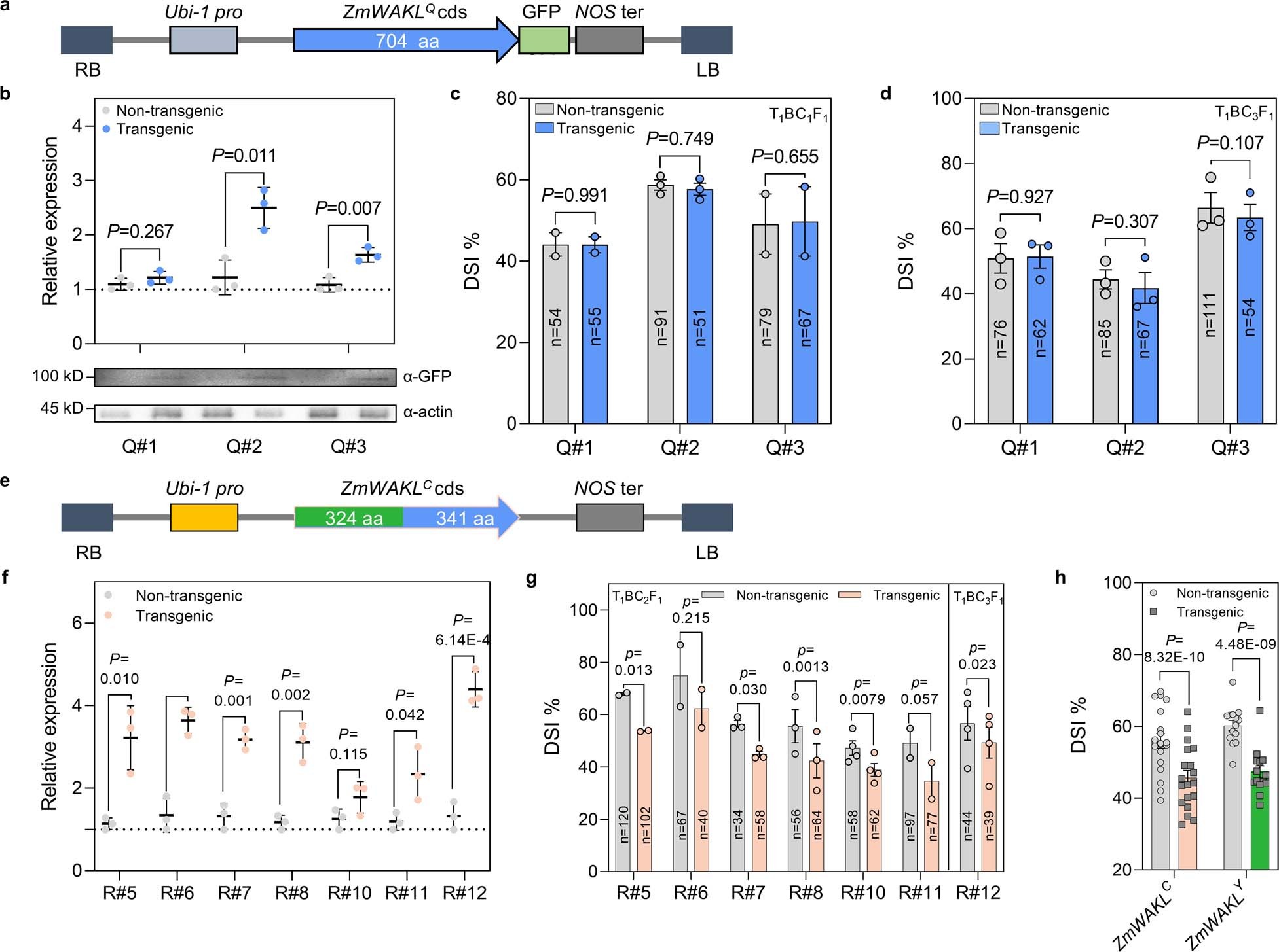Extended Data Fig. 4: Transgenic functional validation of the susceptible ZmWAKLQ allele and the chimeric ZmWAKLC gene in GLS resistance.