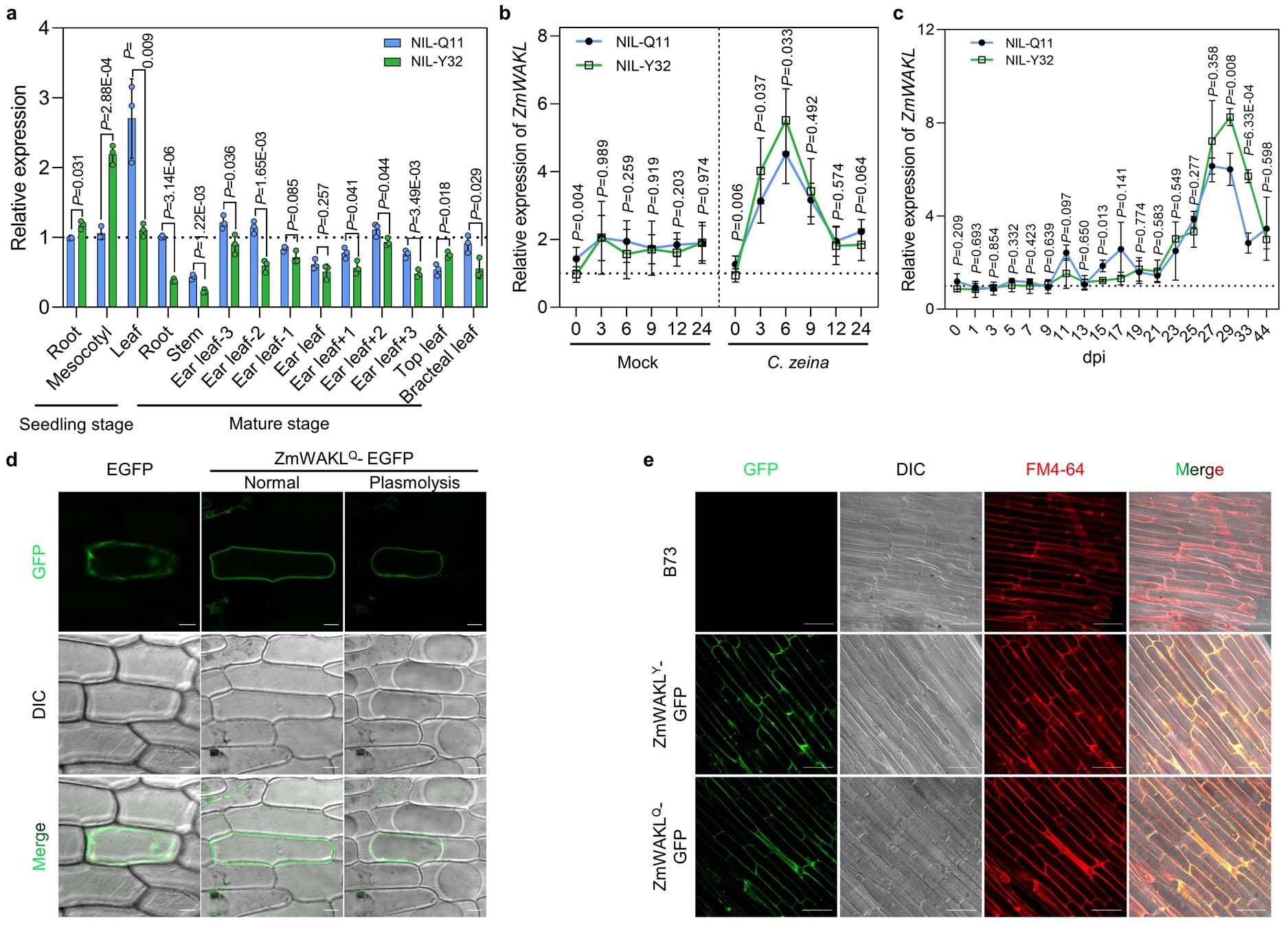 Extended Data Fig. 6: Molecular characterization of ZmWAKL.