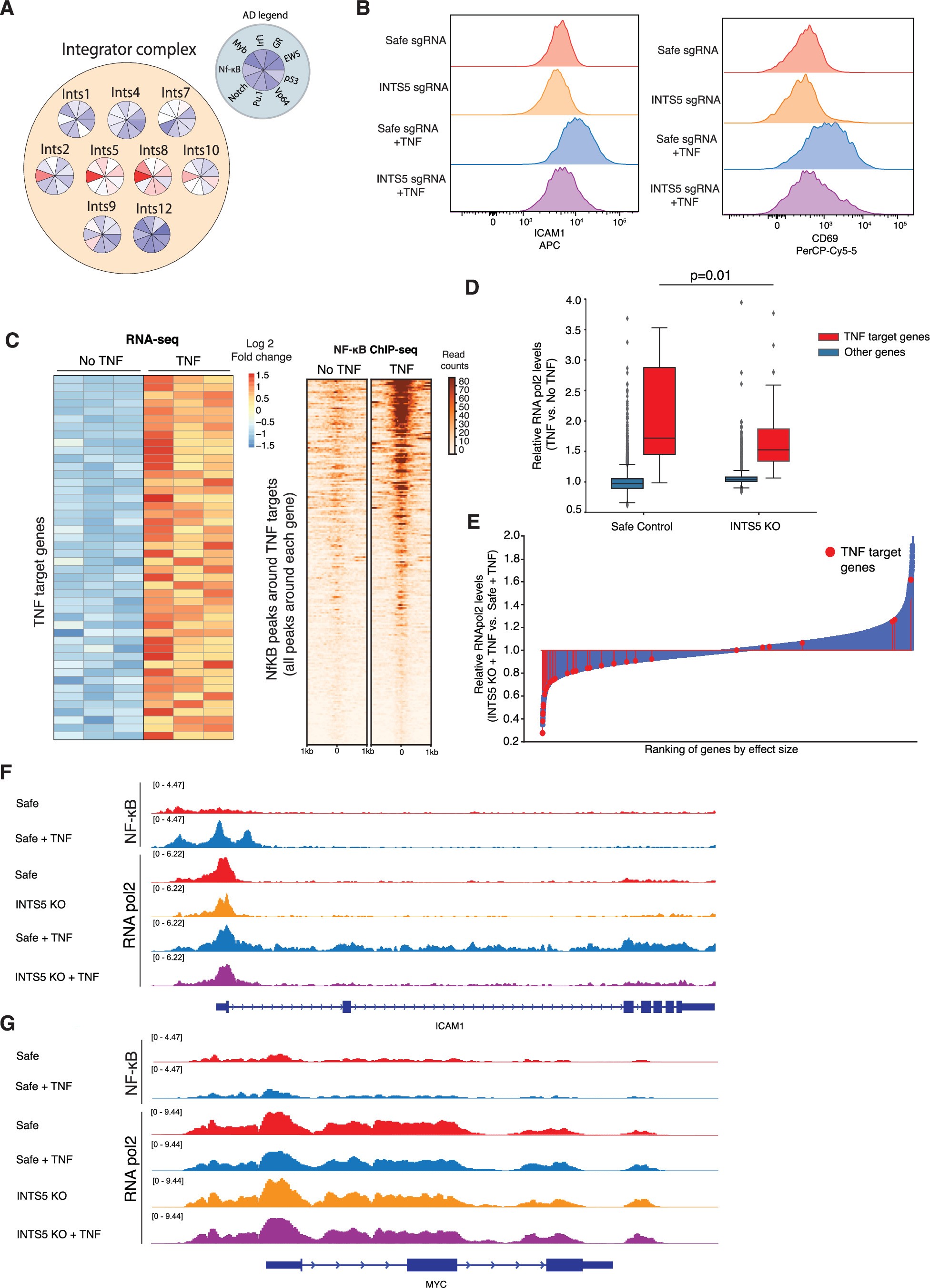 Extended Data Fig. 4: INTS5 KO prevents NF-κB activity.