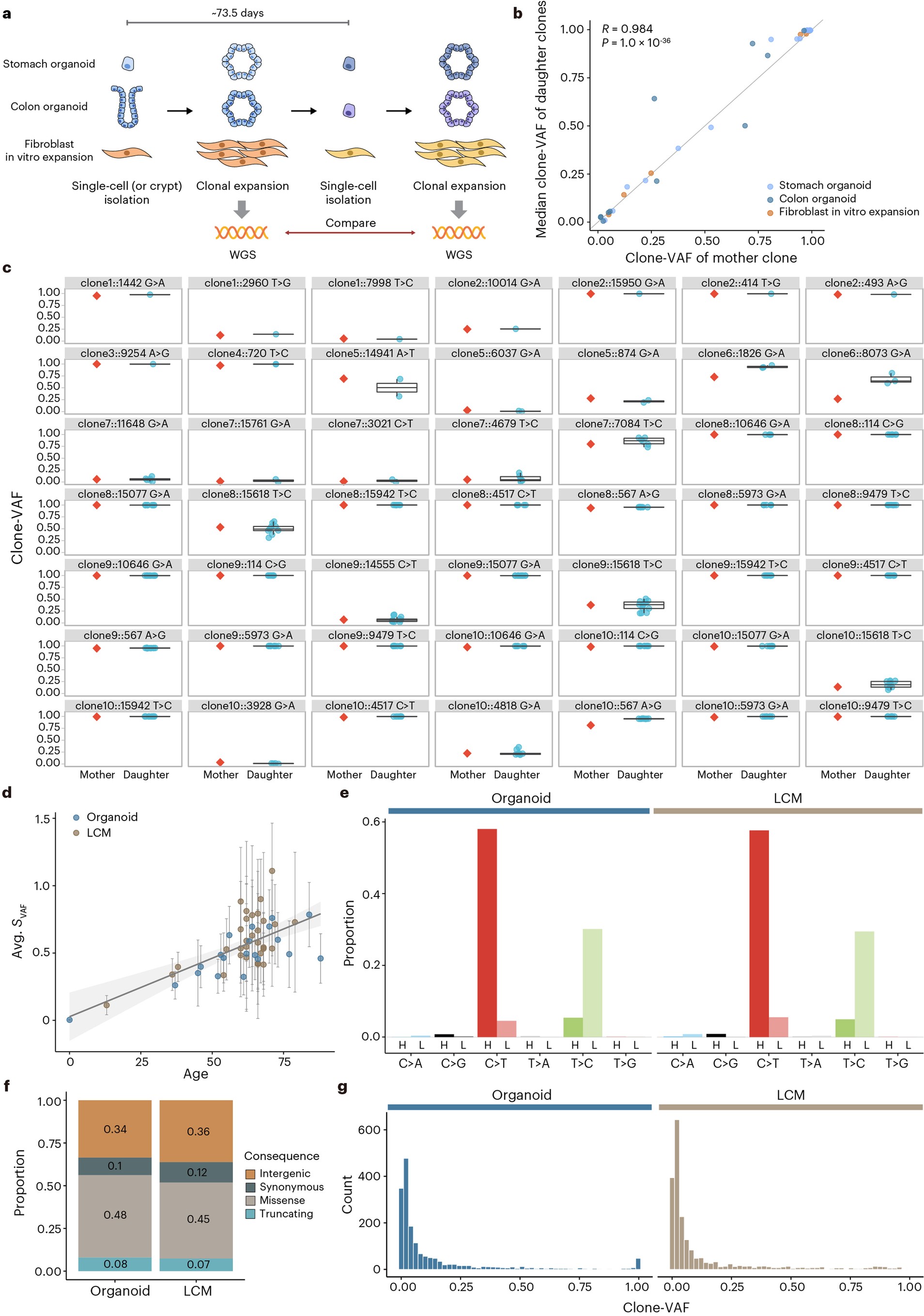 Extended Data Fig. 3: Culture-associated events in mtDNA.