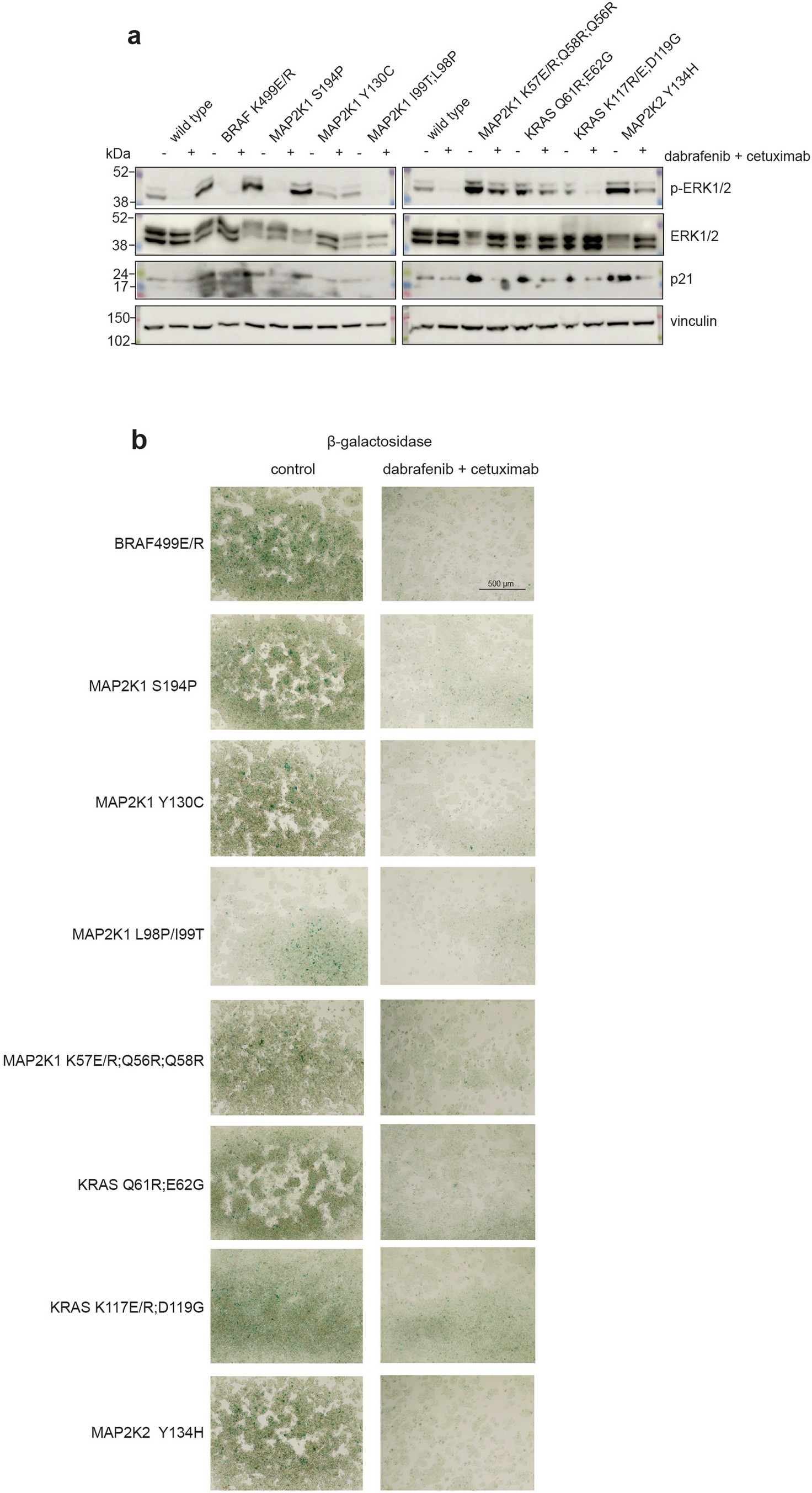 Extended Data Fig. 3: Validation of cancer drug addiction variant phenotypes.
