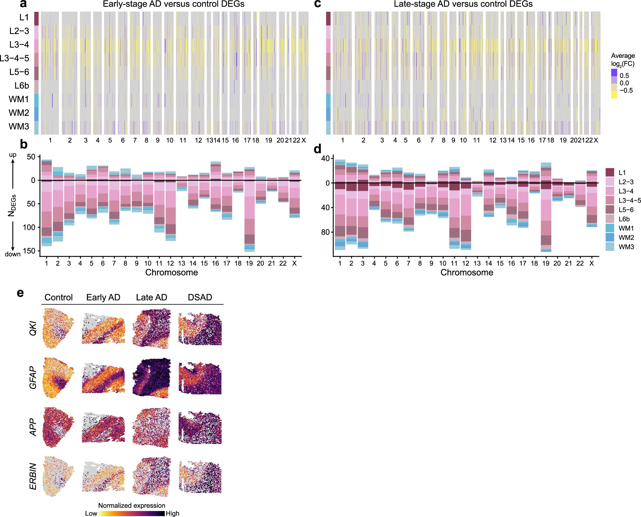 Extended Data Fig. 1: Spatial transcriptomic DEGs examined by chromosome.