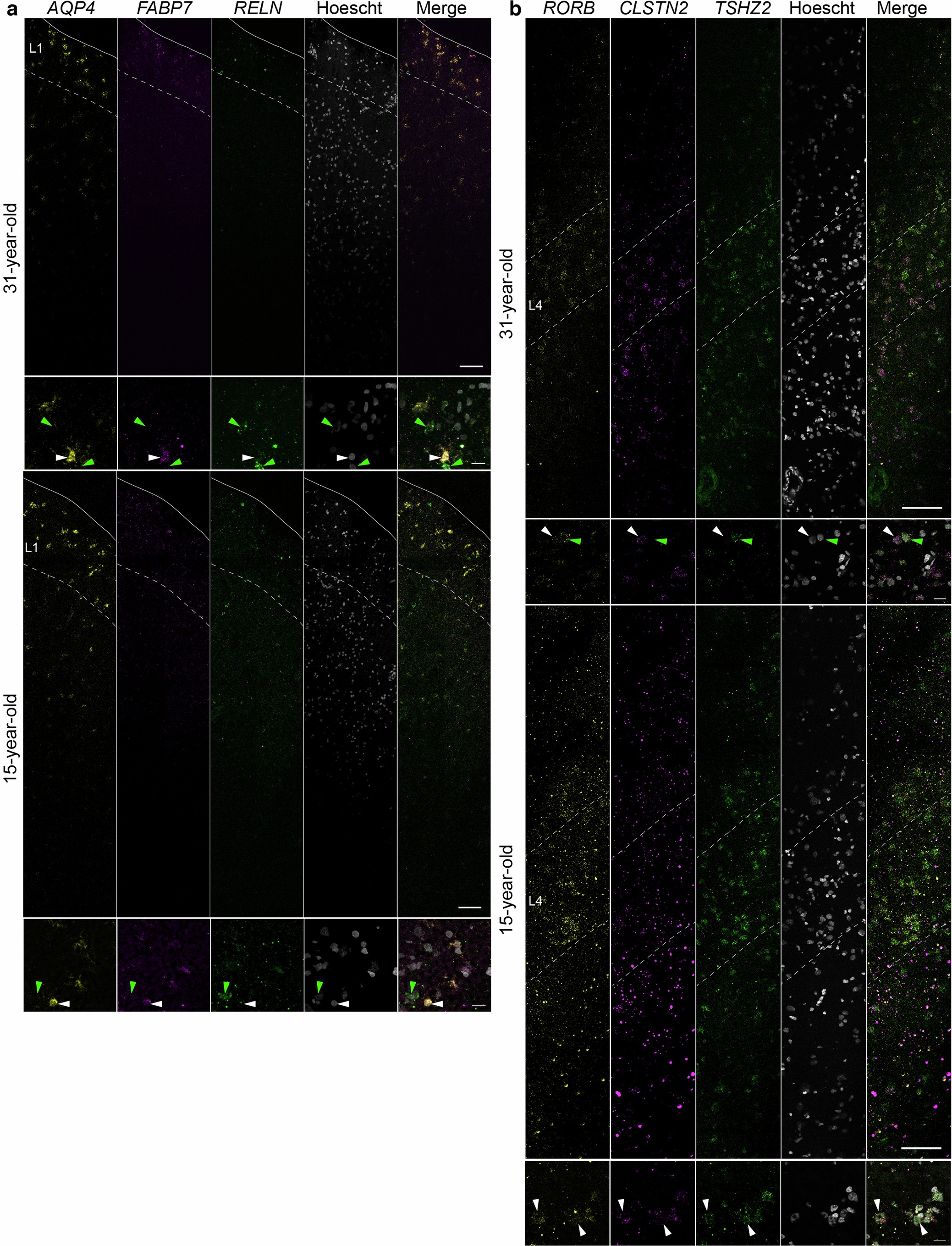 Extended Data Fig. 6