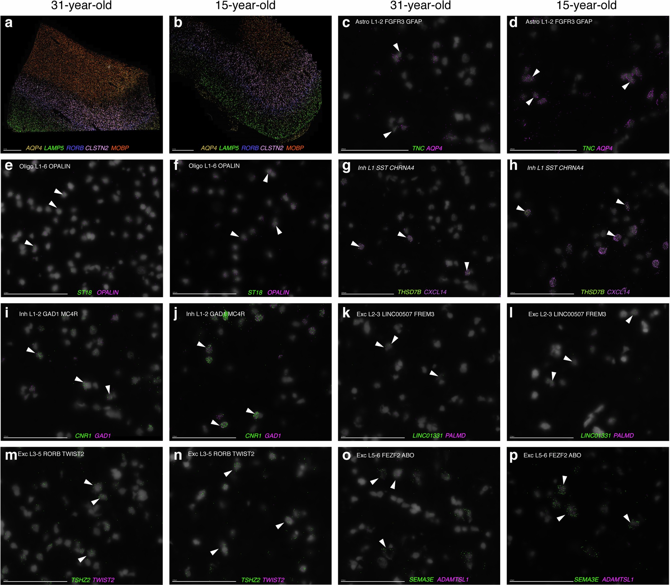 Extended Data Fig. 8