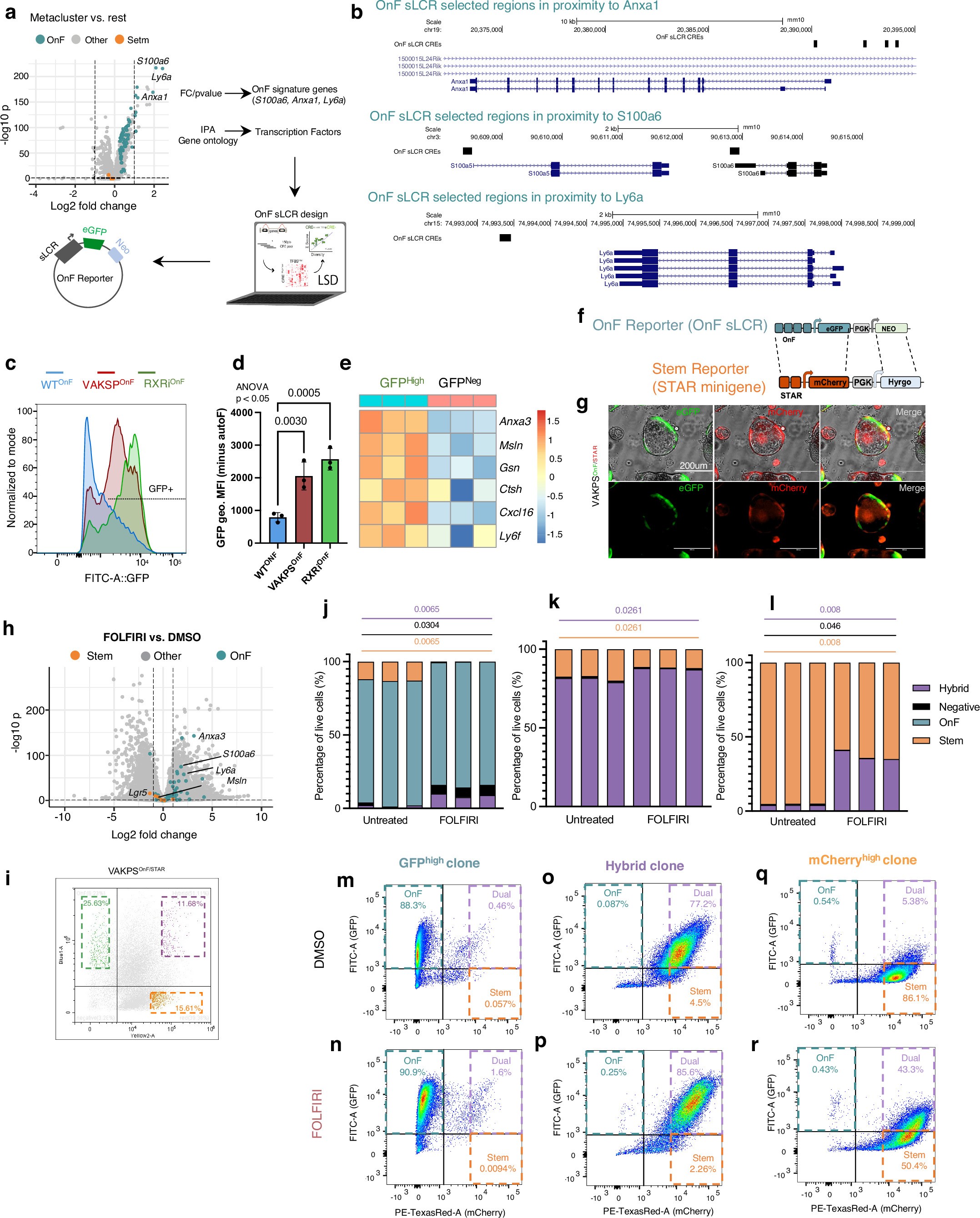 Extended Data Fig. 7: Design and functional validation of the oncofetal phenotypic reporter.