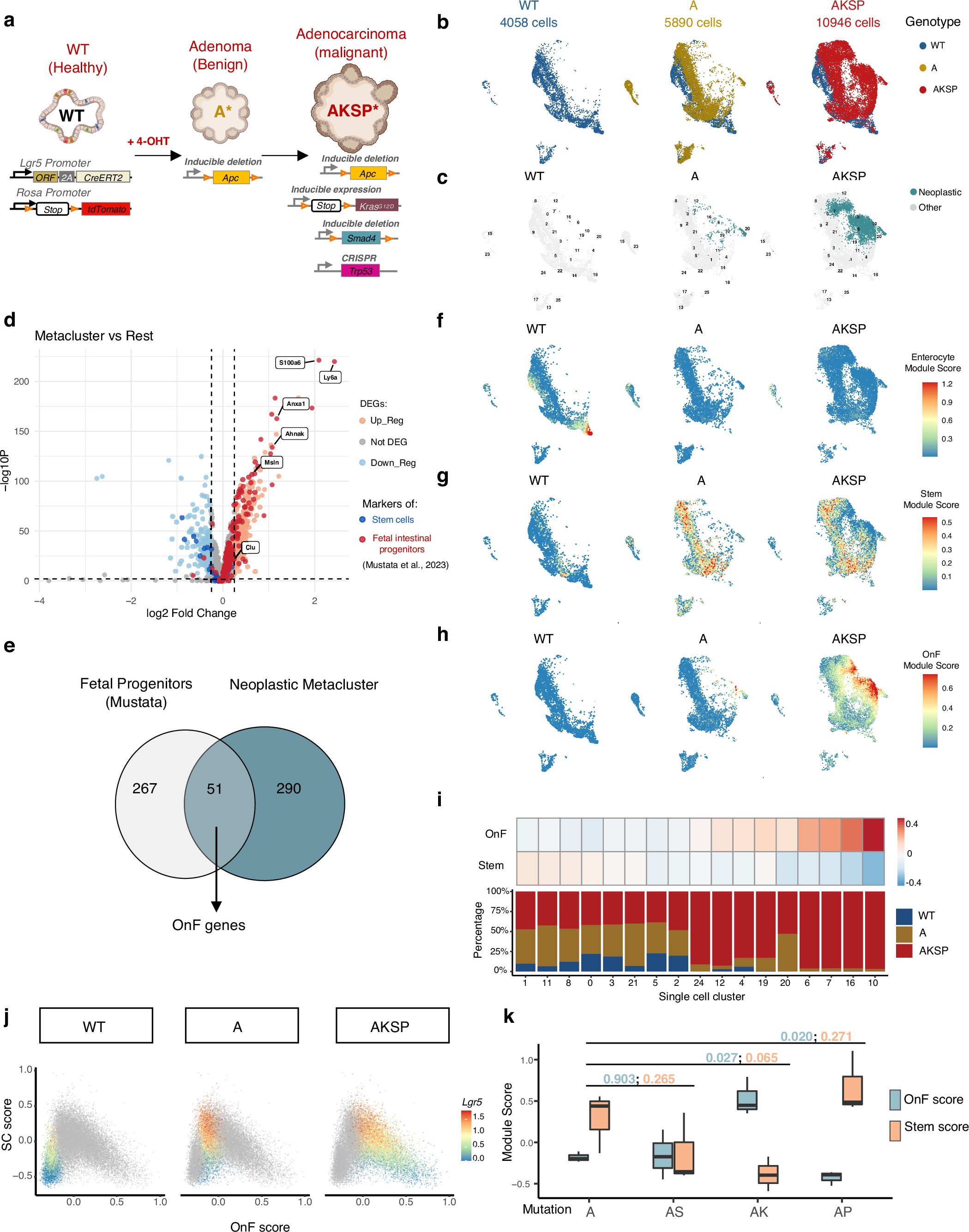 Extended Data Fig. 1: Oncofetal reprogramming during intestinal tumorigenesis.
